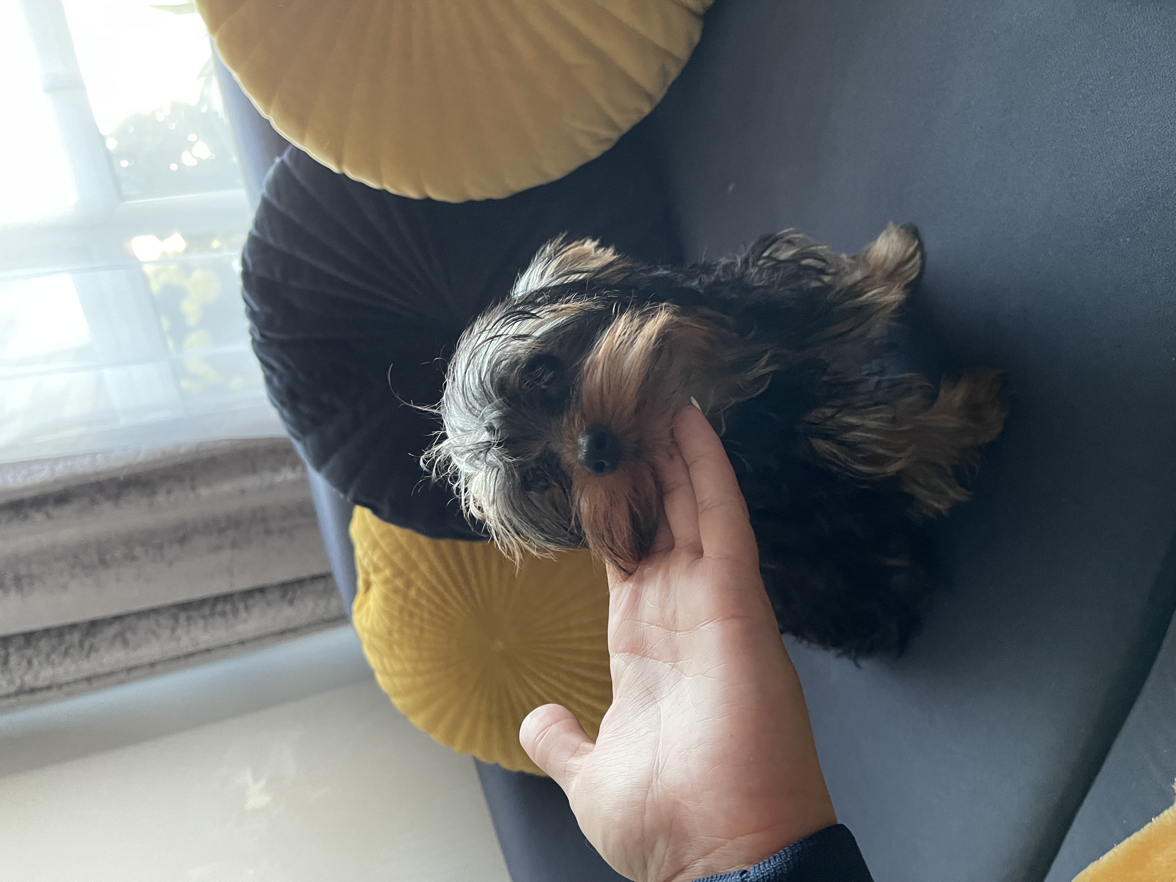 Dog Image