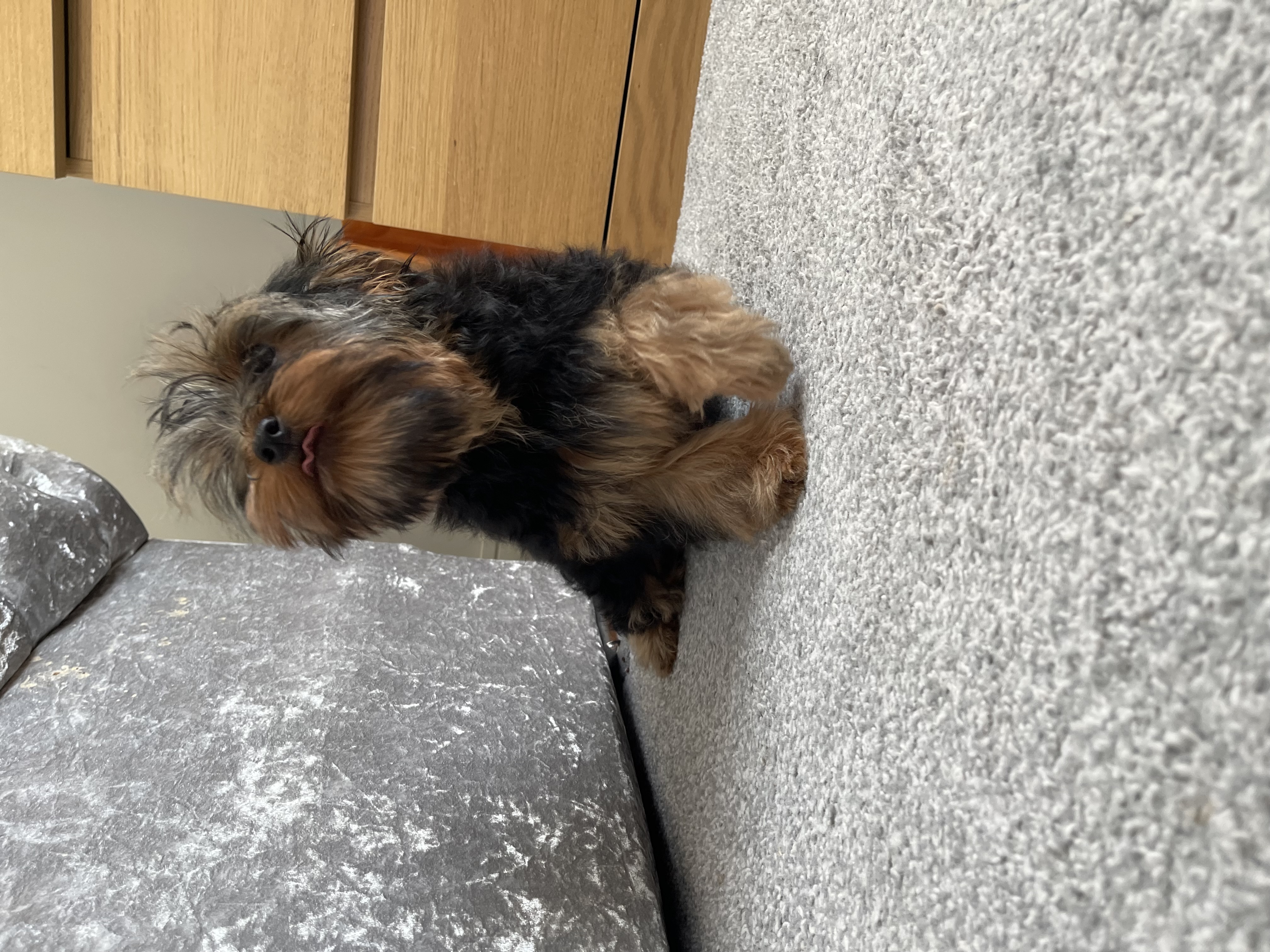Dog Image