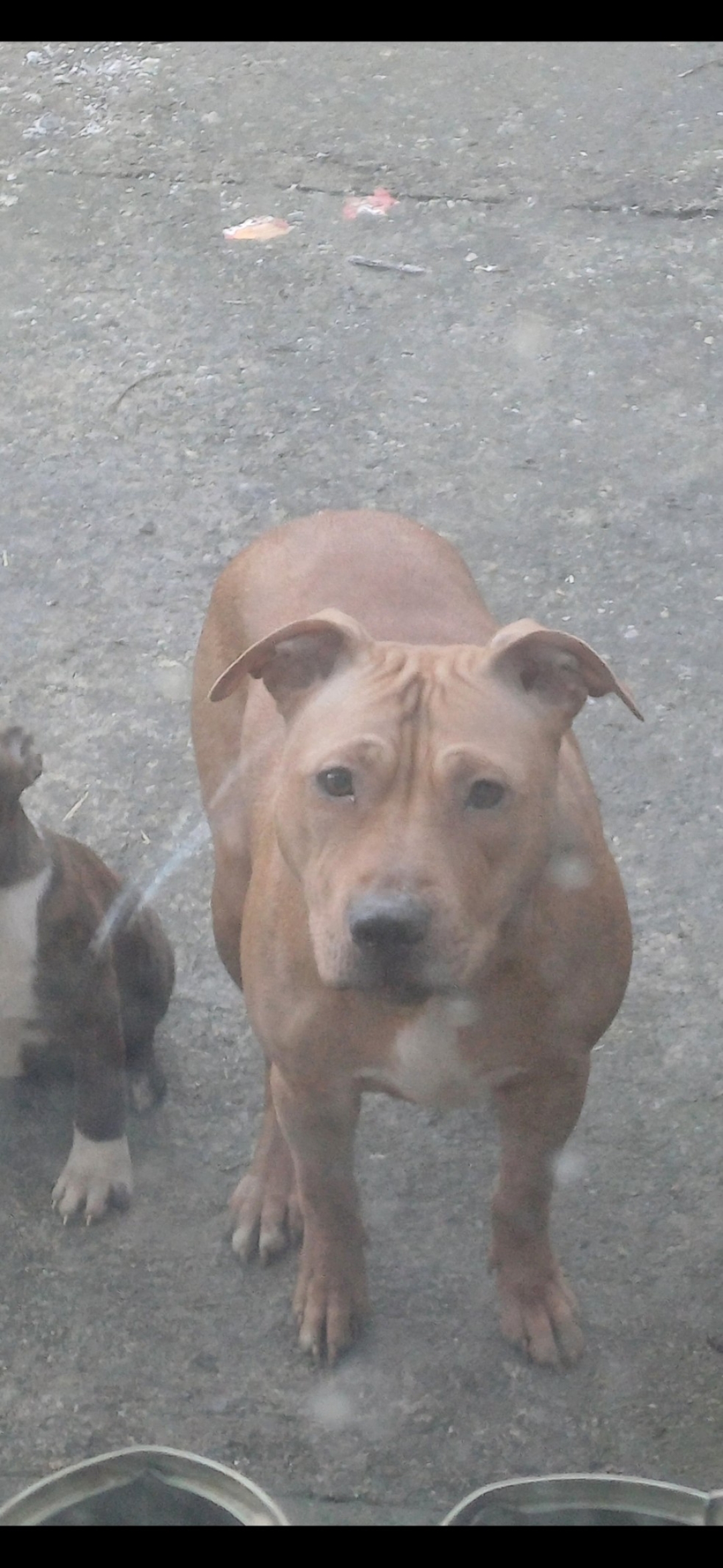 Dog Image