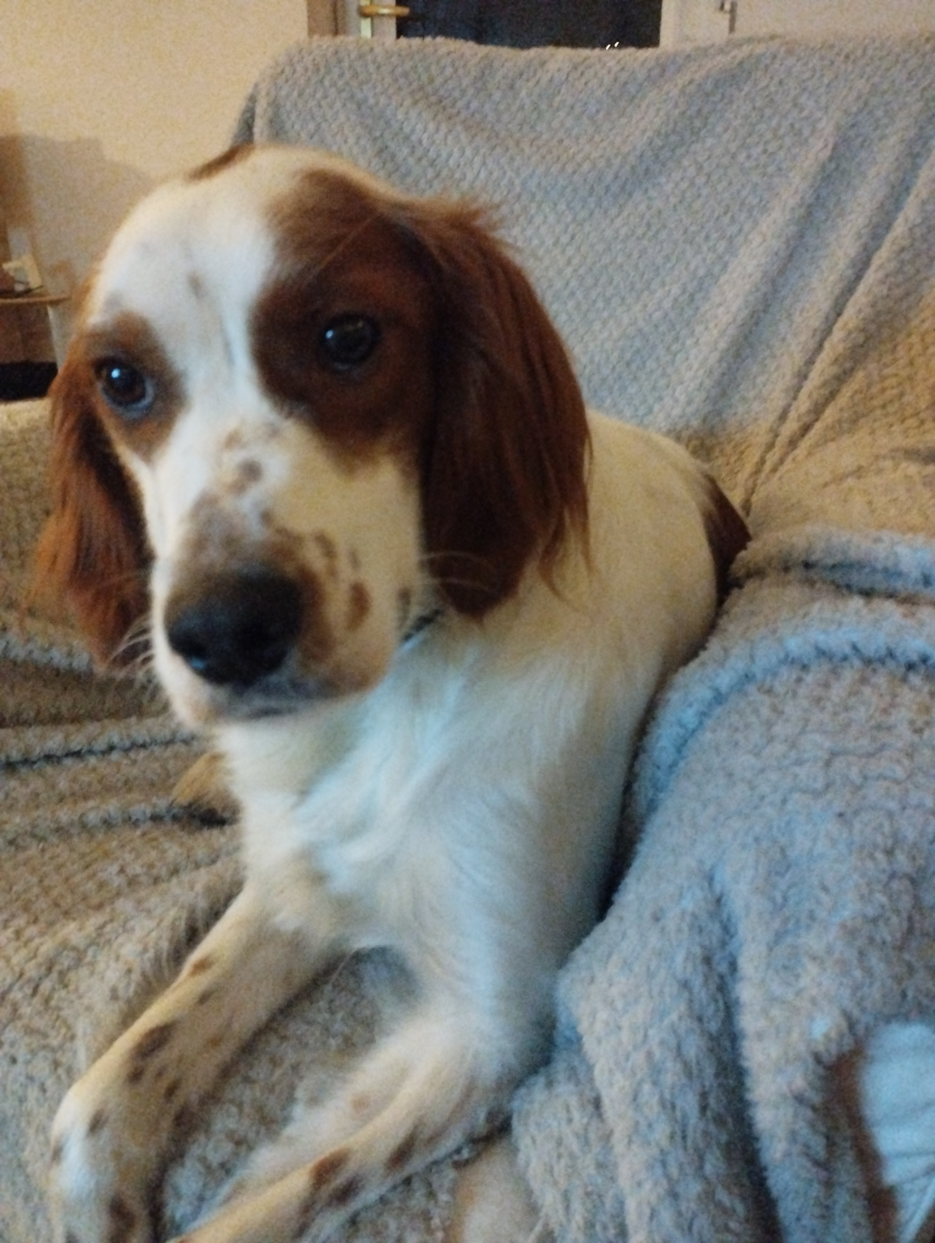 Lovely Setter