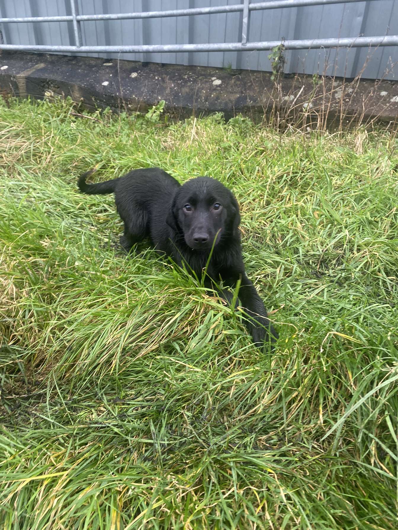 Dog Image