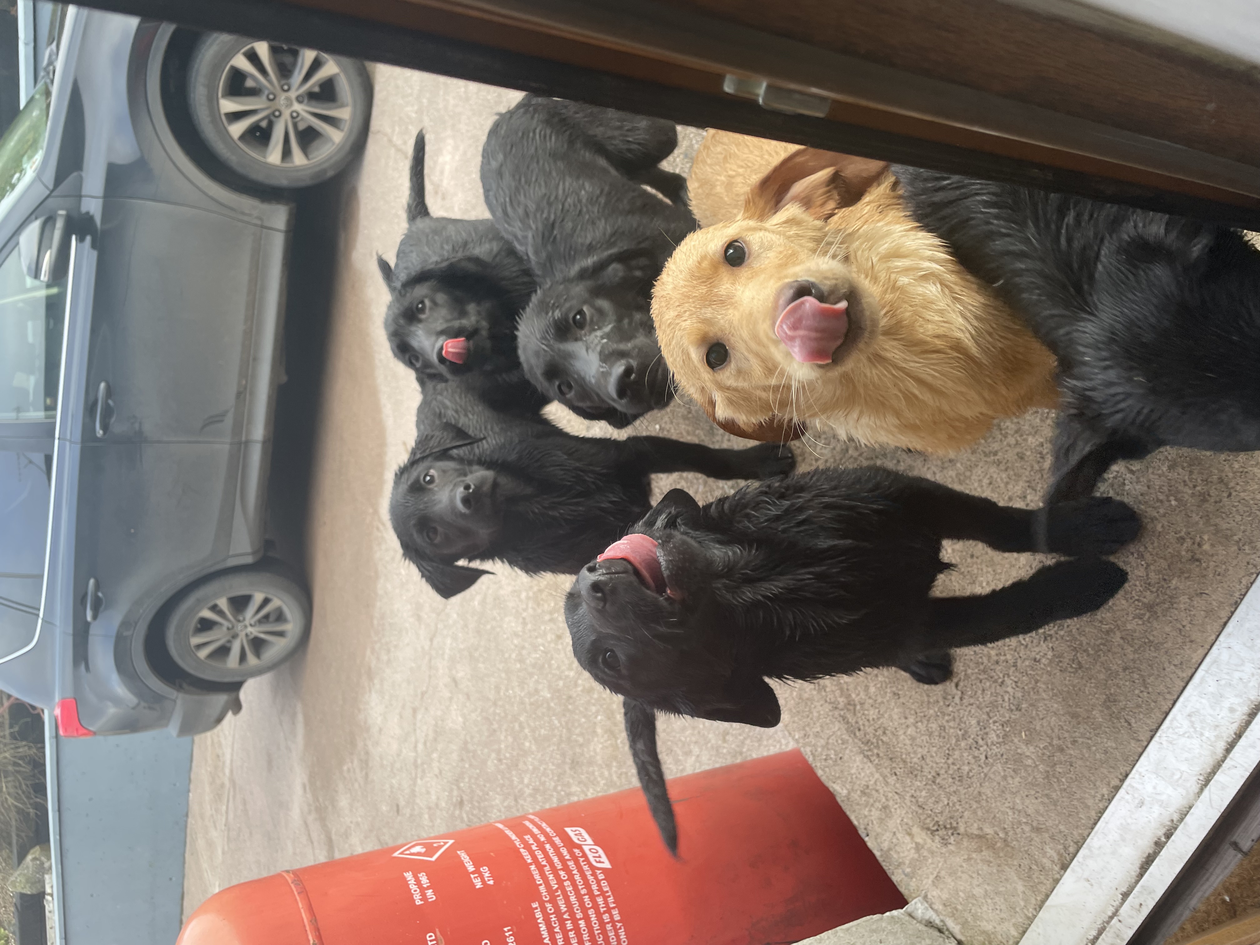 Labrador Puppies for Sale in Monaghan - IKC Registered