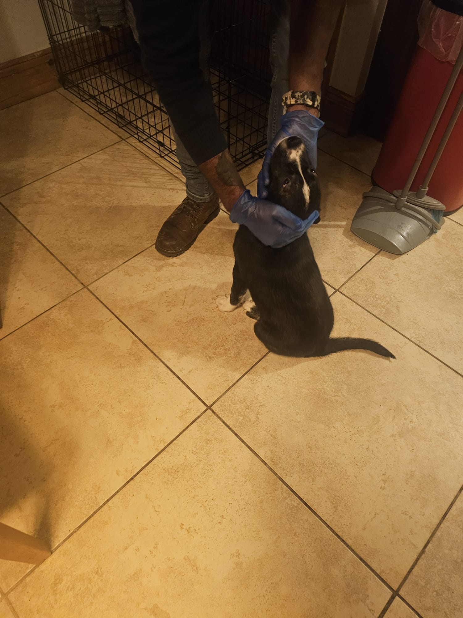 Dog for sale