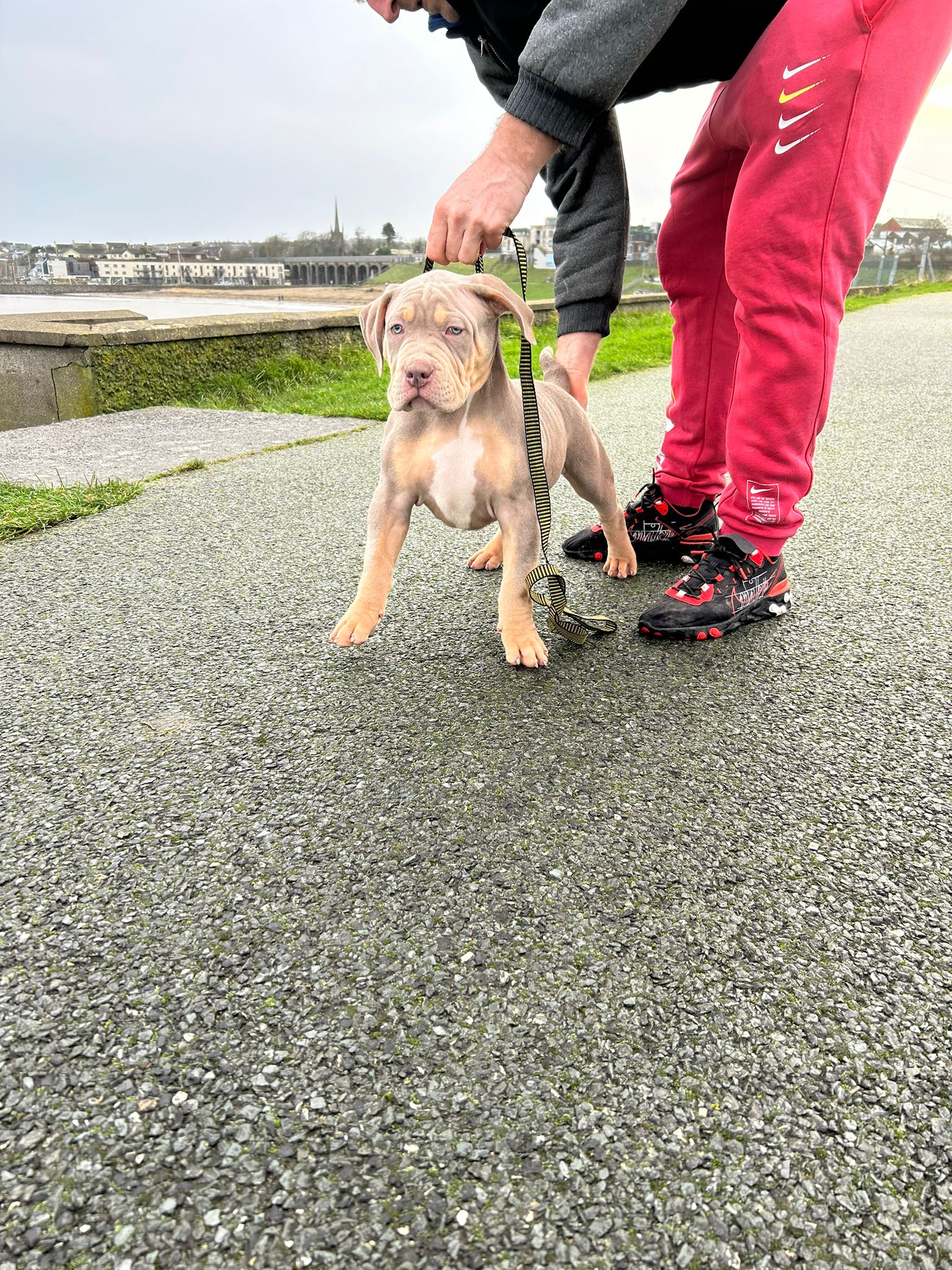 Dog Image
