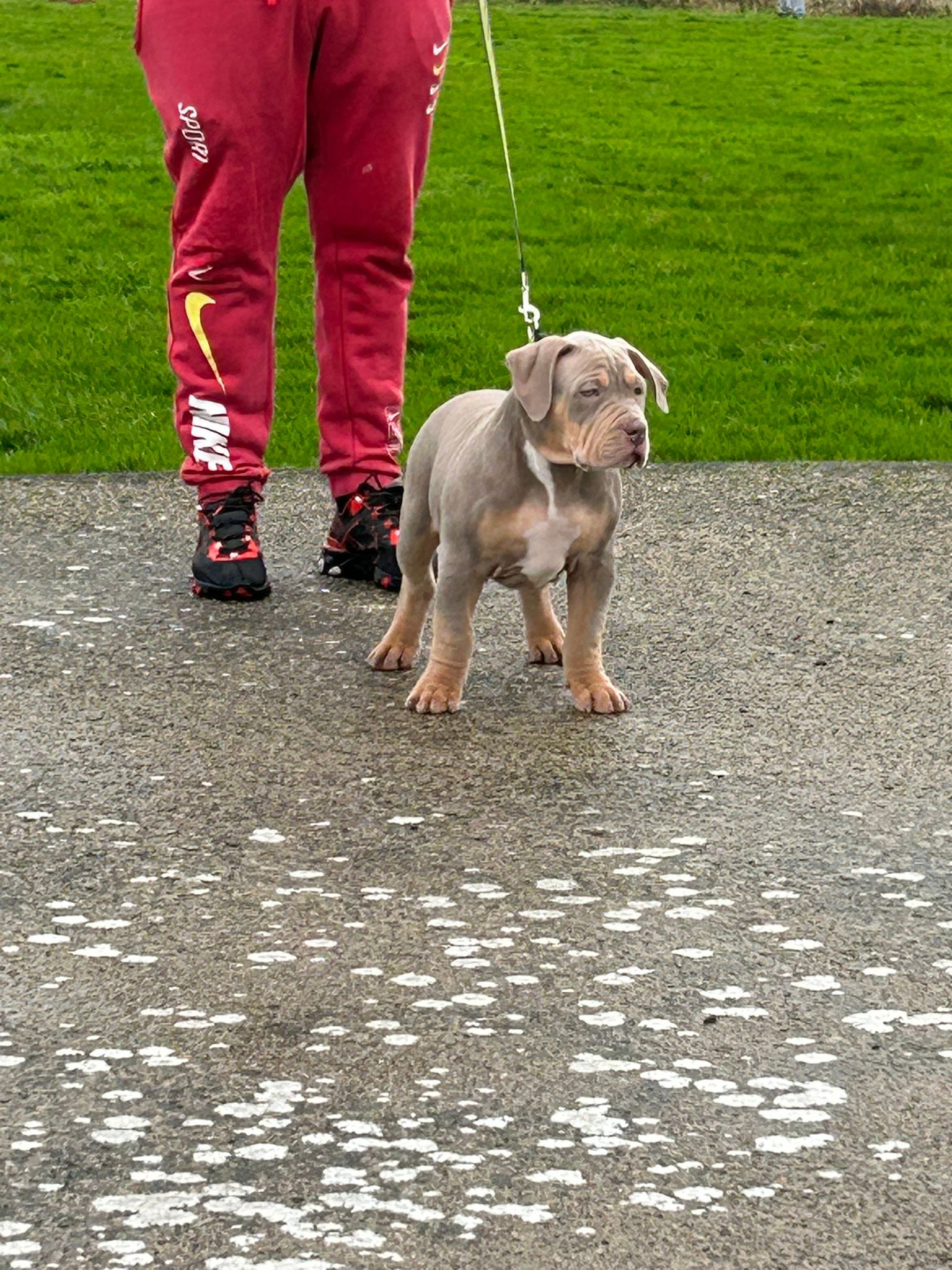 Dog Image