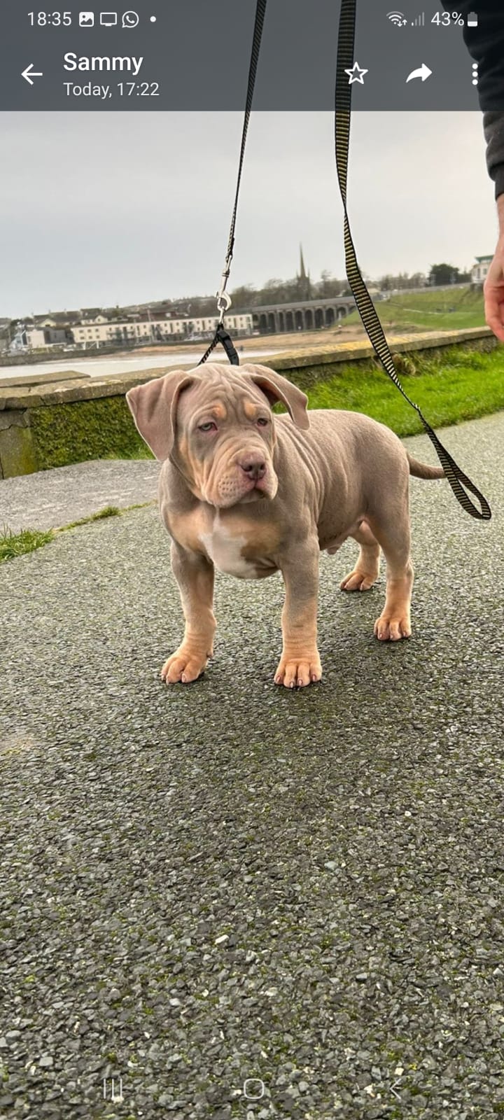 Dog Image