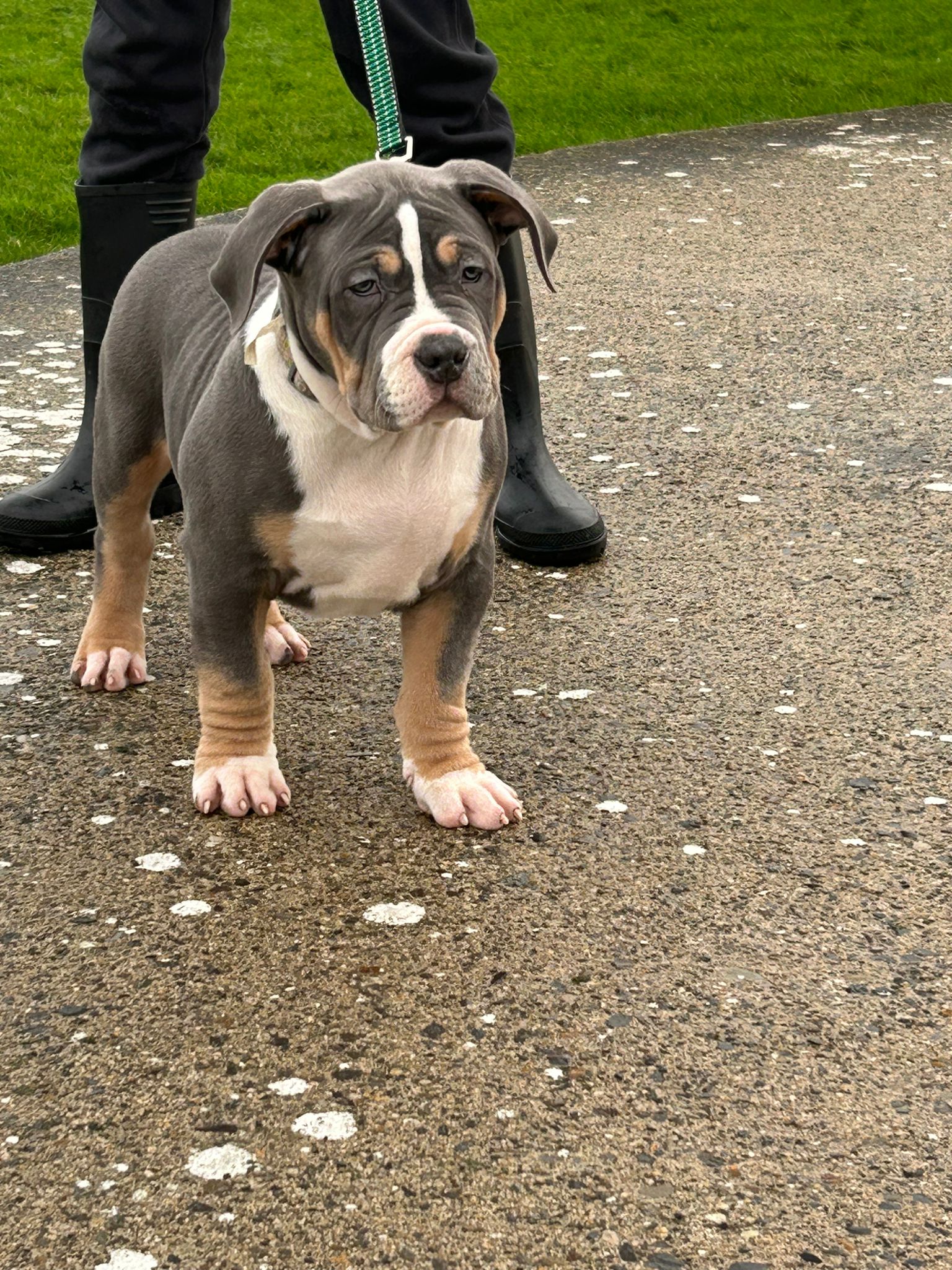 Dog Image