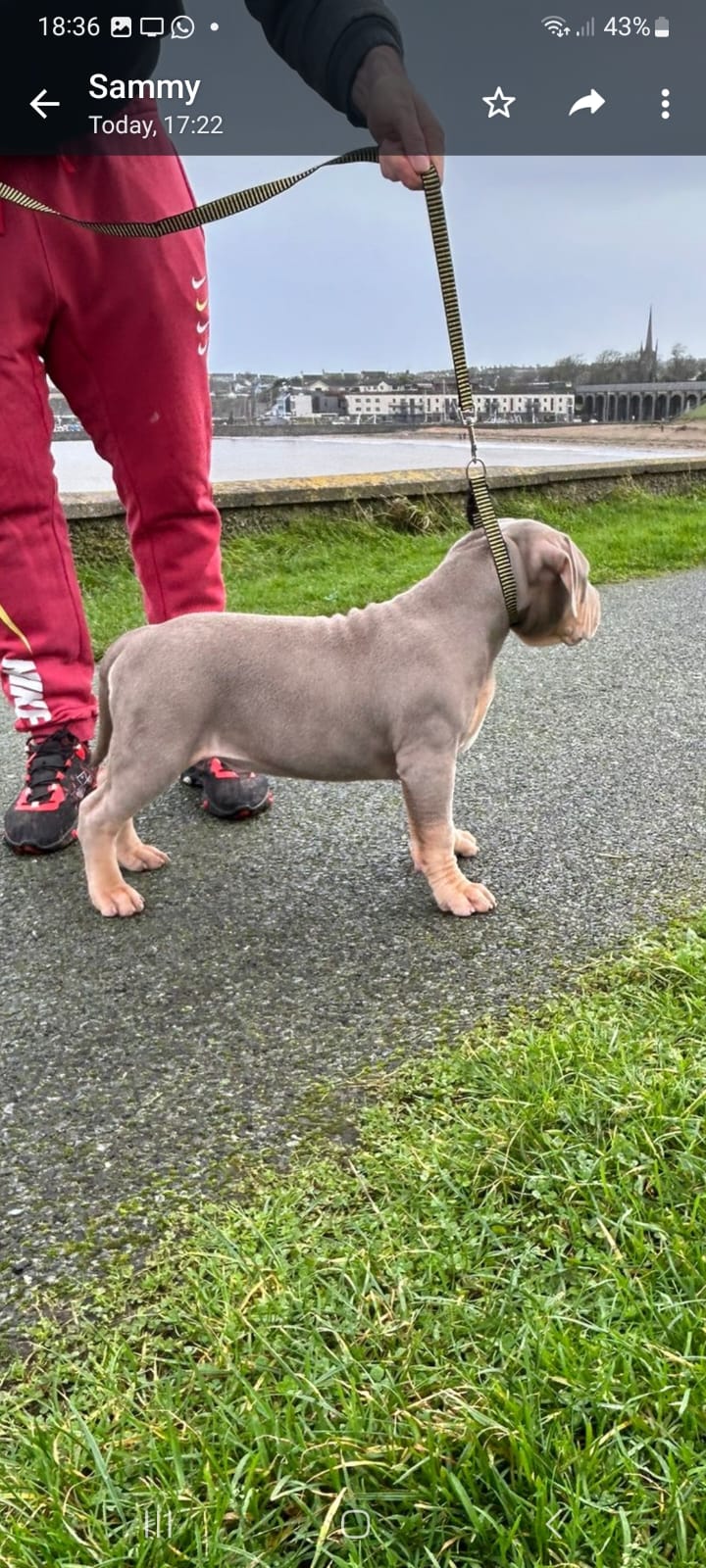 Dog Image