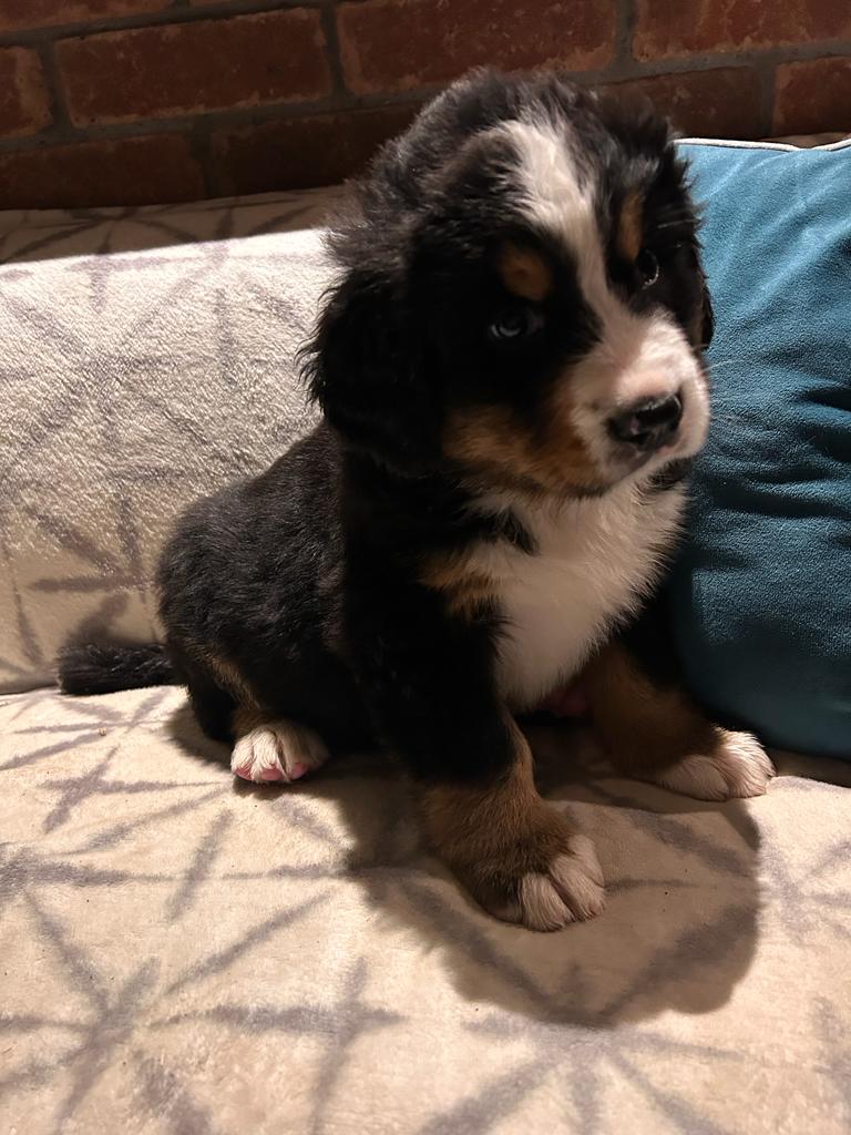 Dog Image