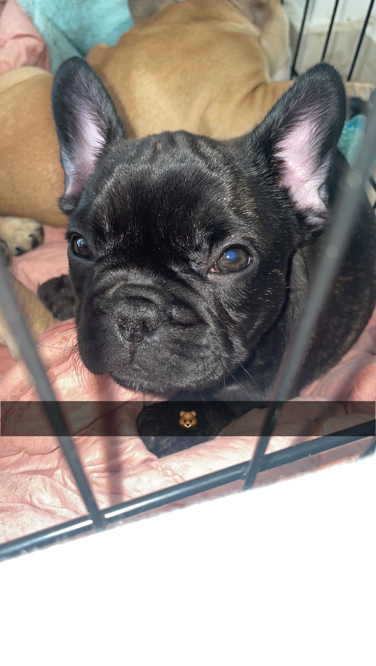 Dog Image