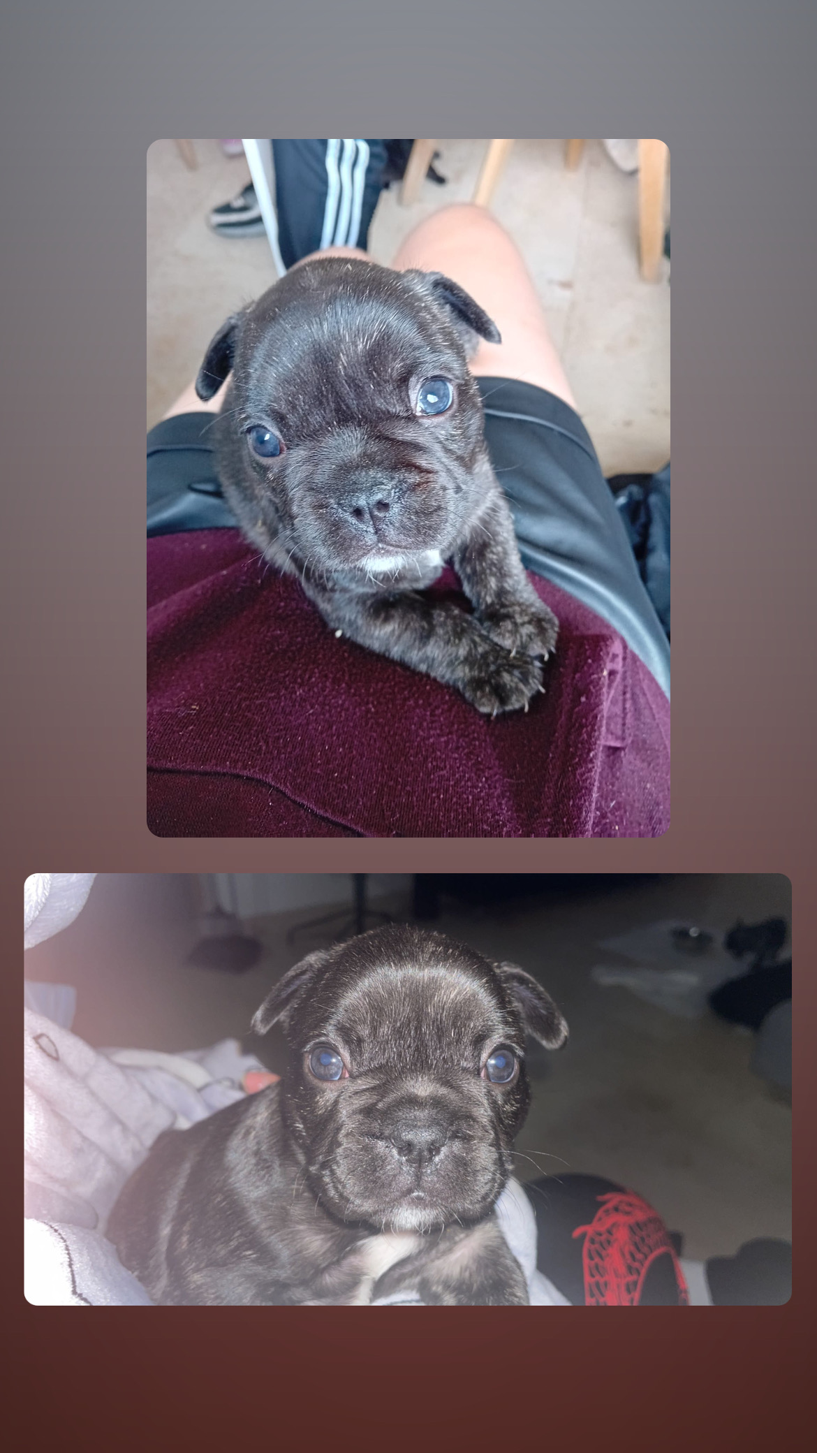 Dog Image