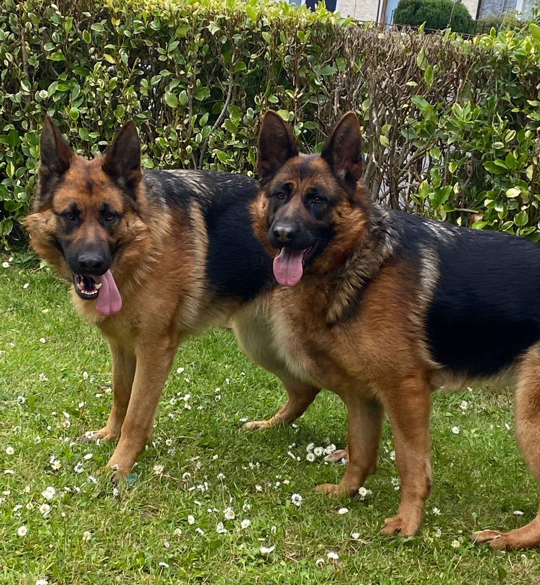 German Shepherds for Sale in Ballymun - IKC Registered