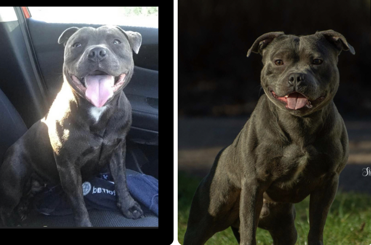 Dog Image