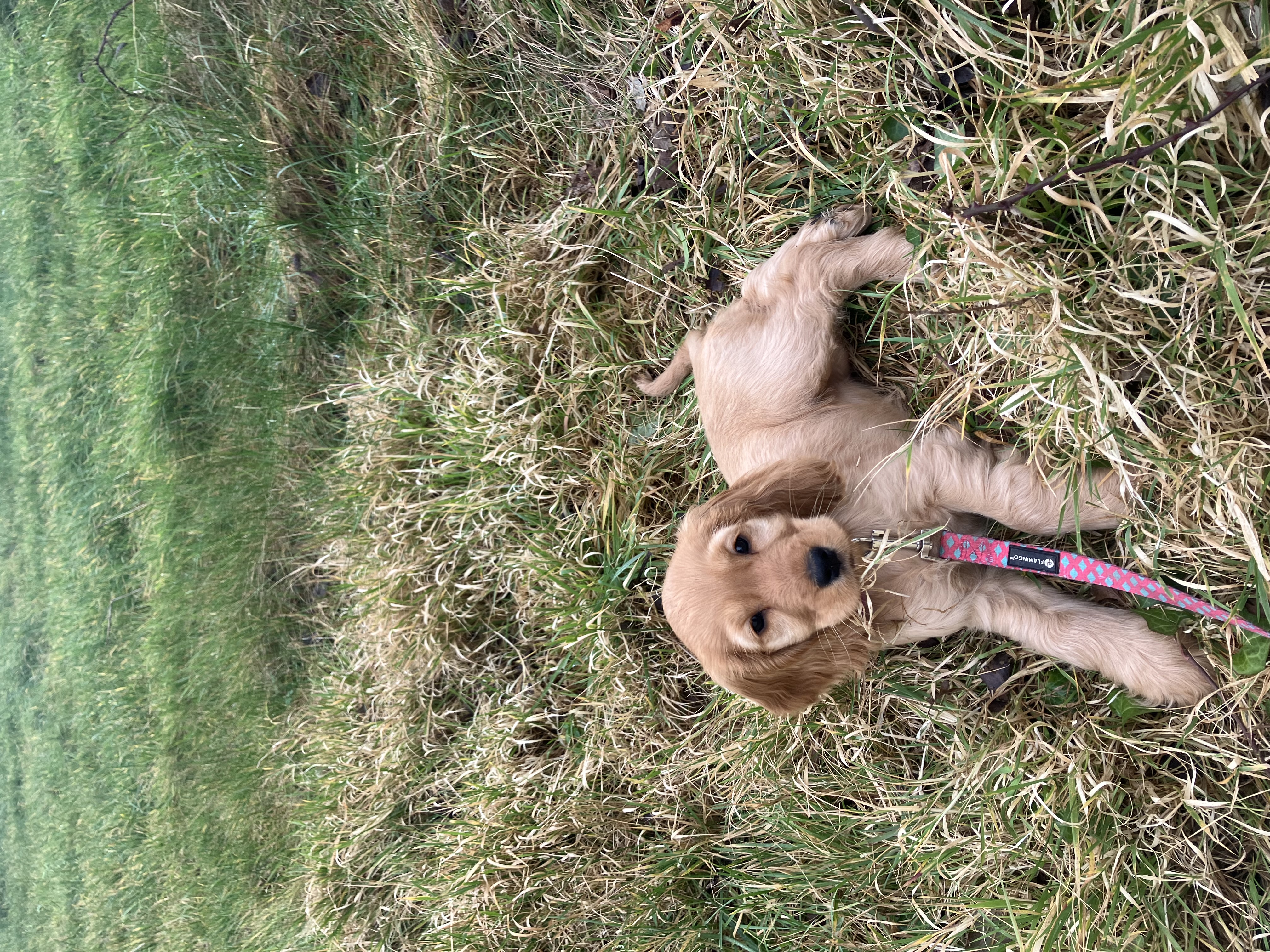 Dog Image