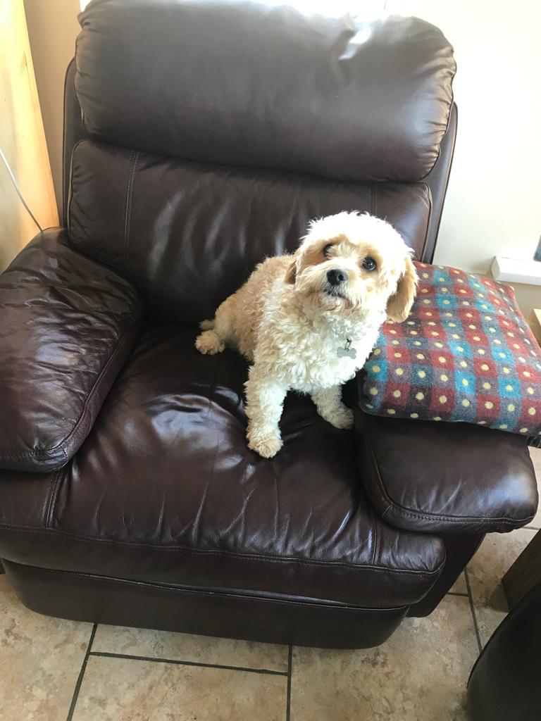 Beautiful Cavachon