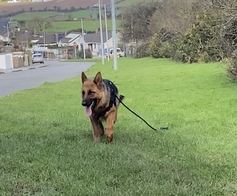 German Shepard