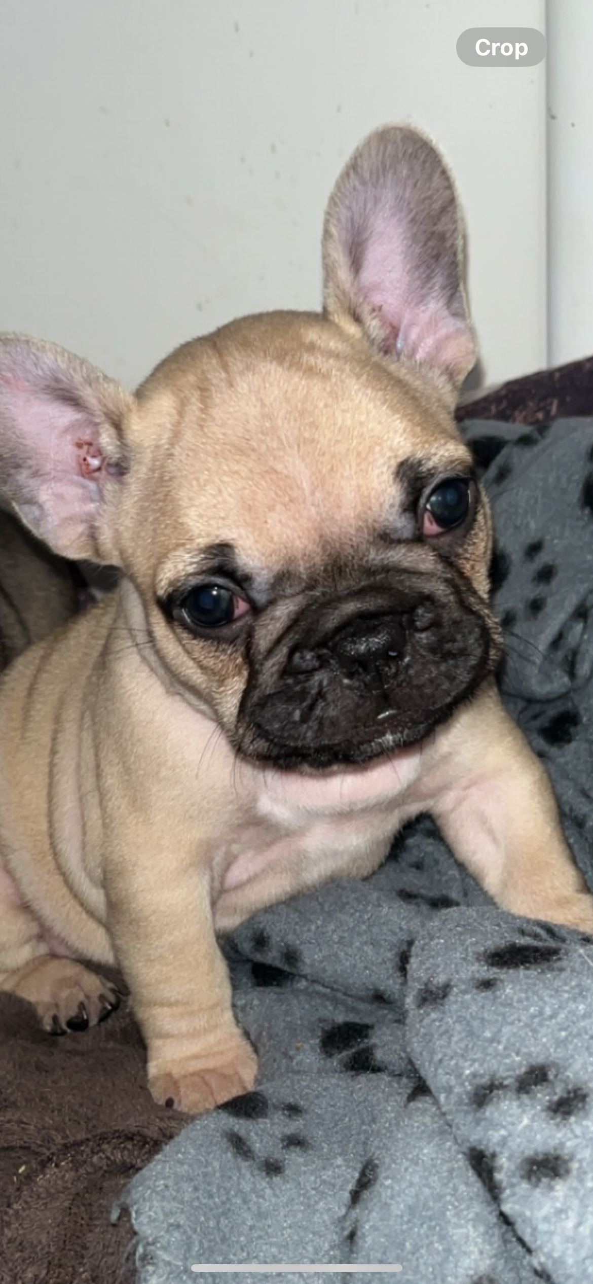 Dog Image