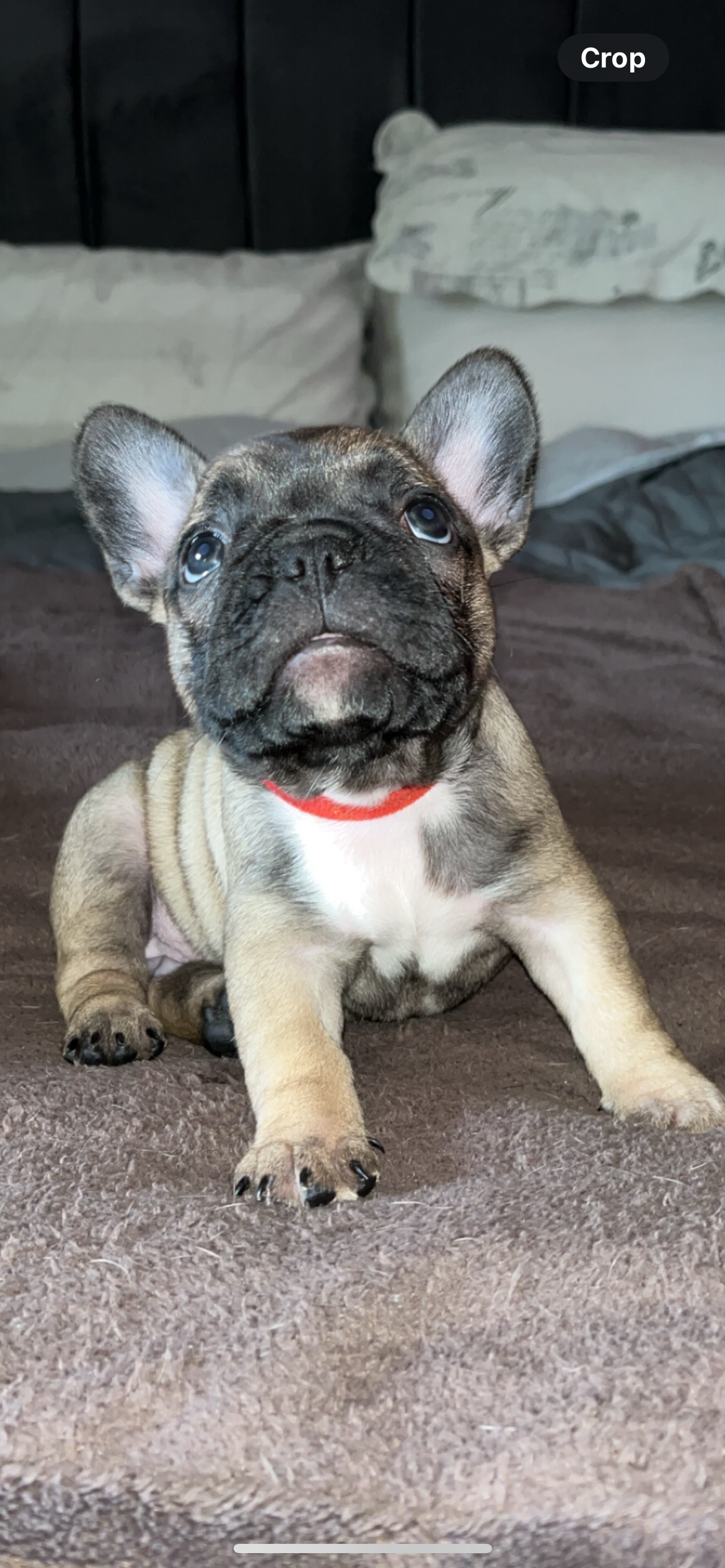 Dog Image