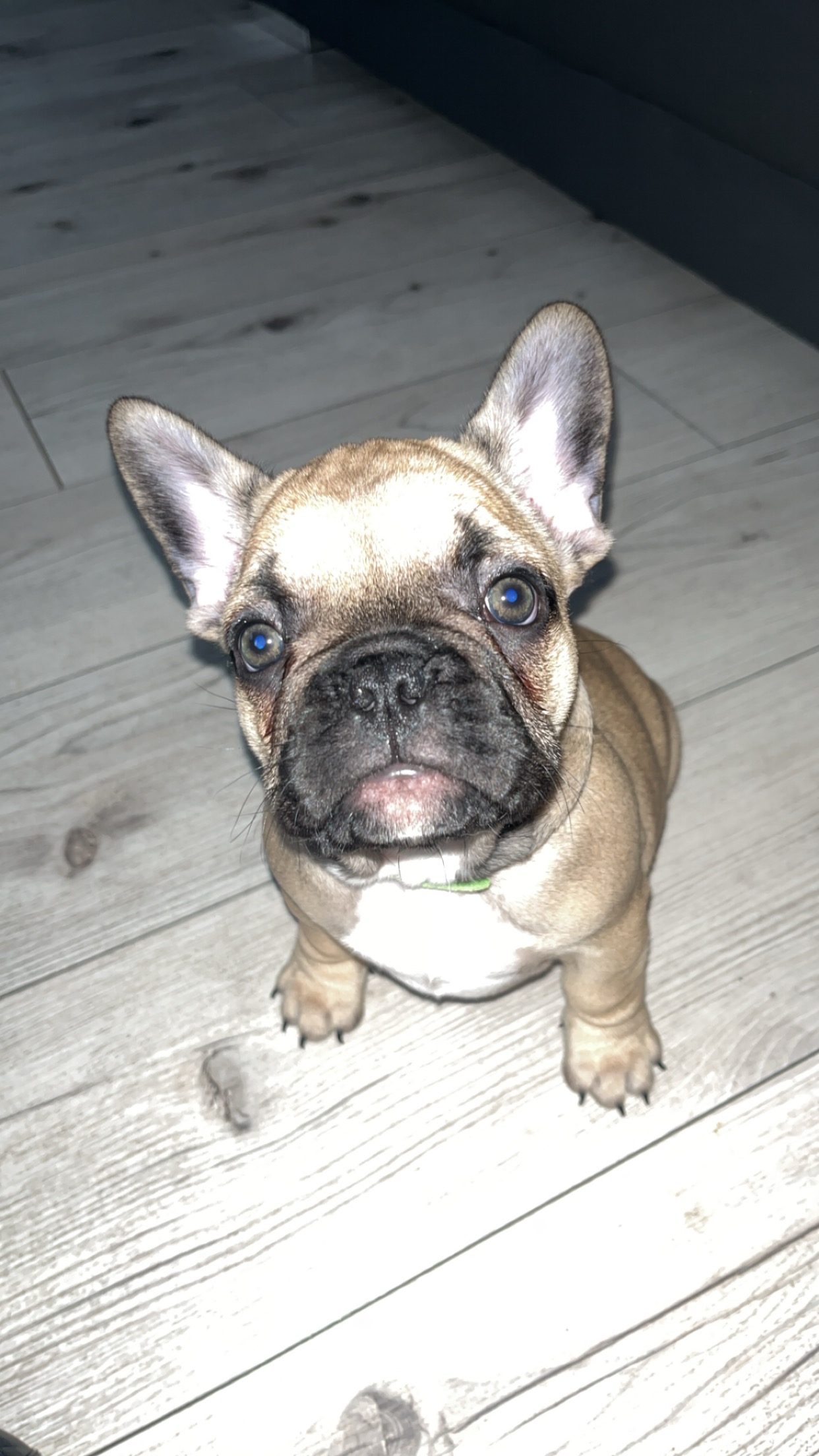 Dog Image