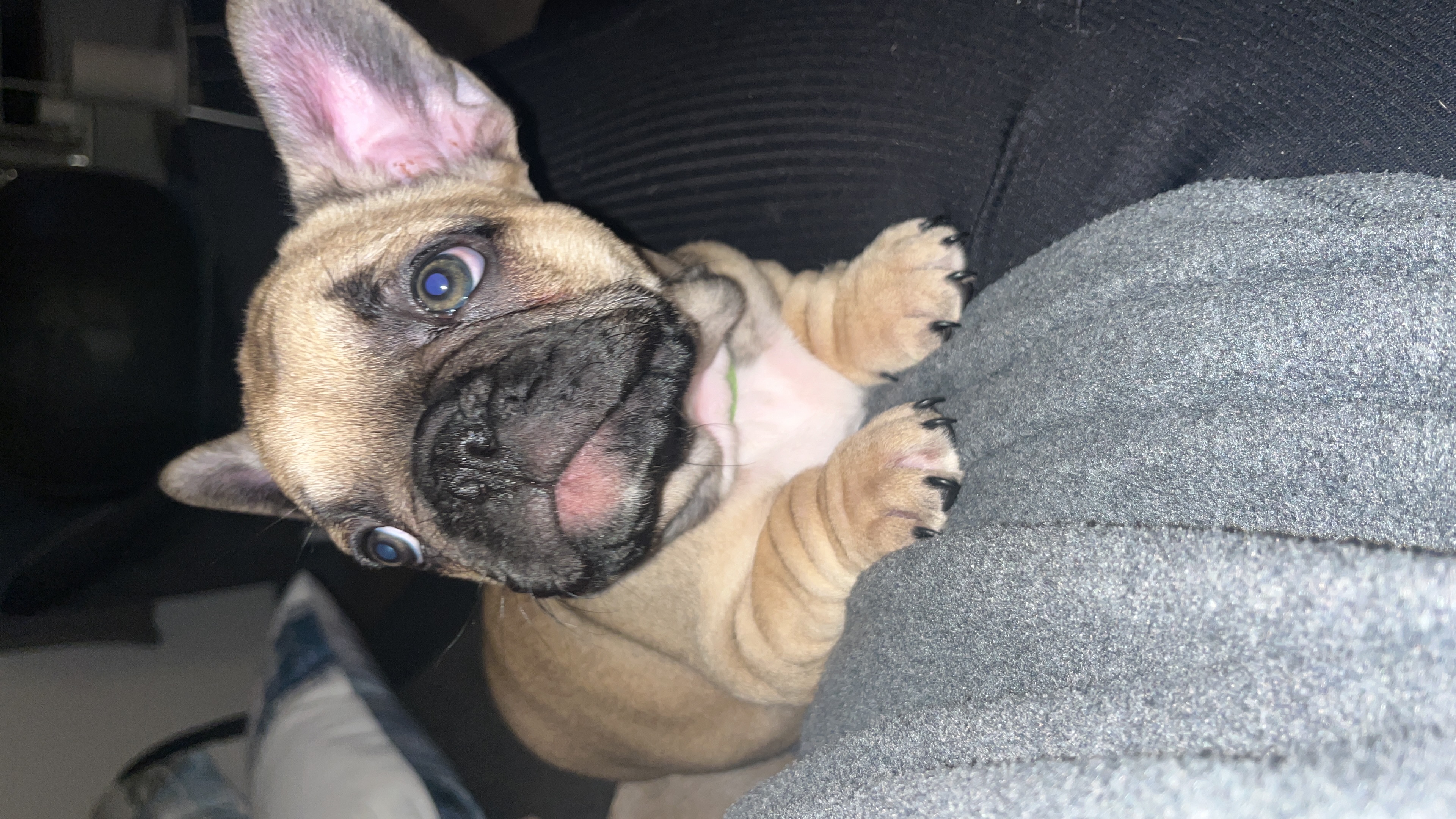 Dog Image