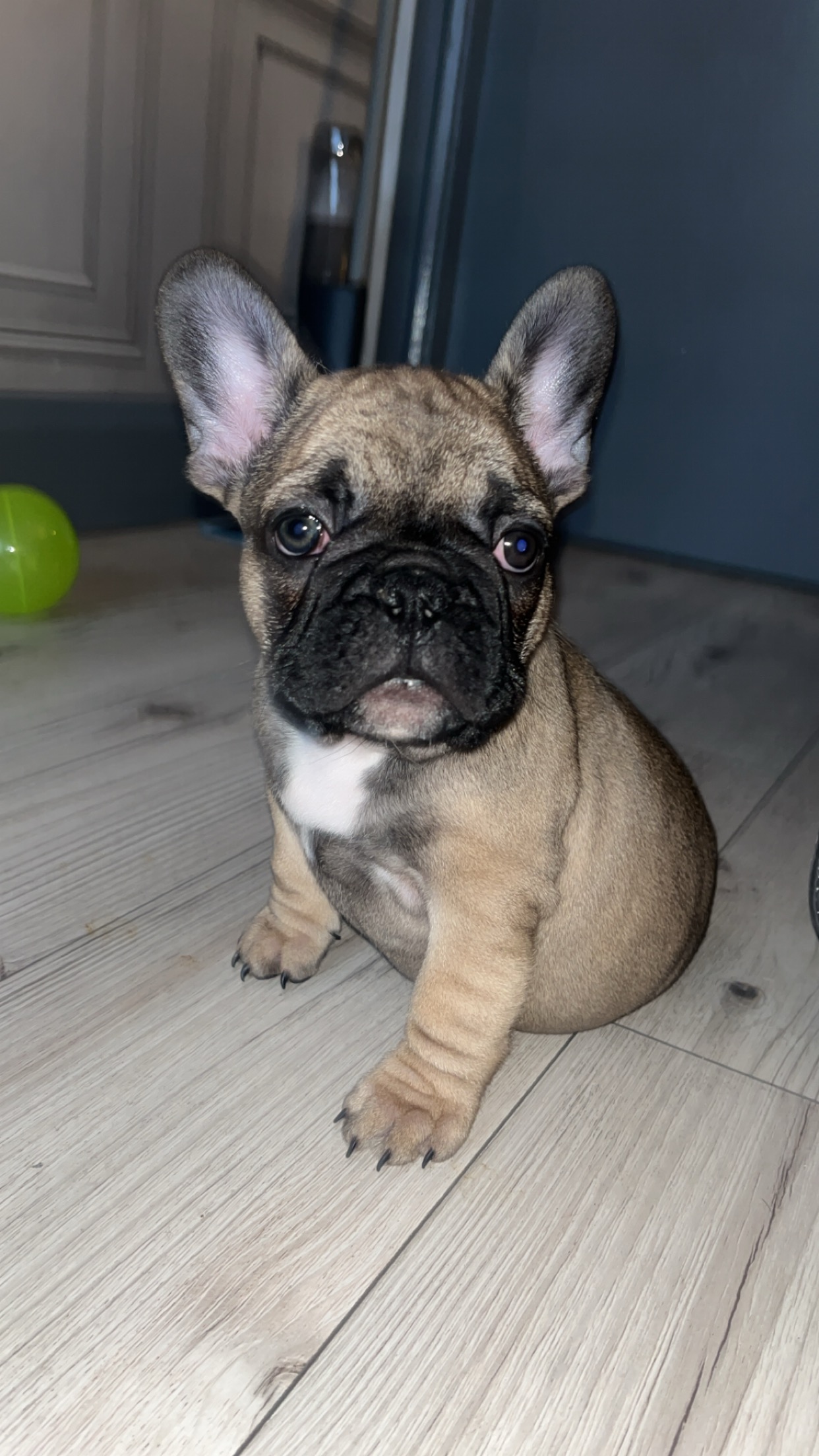 Dog Image