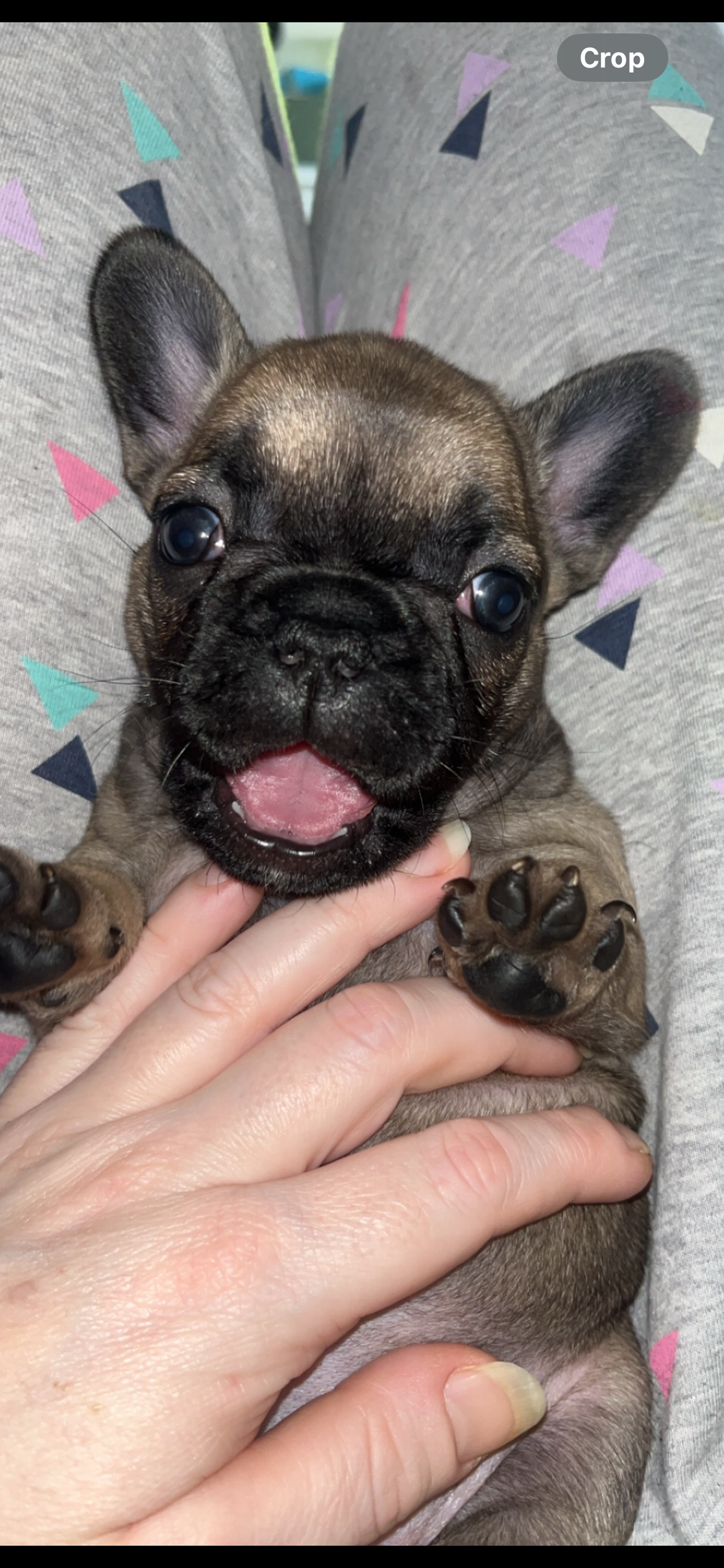 Dog Image