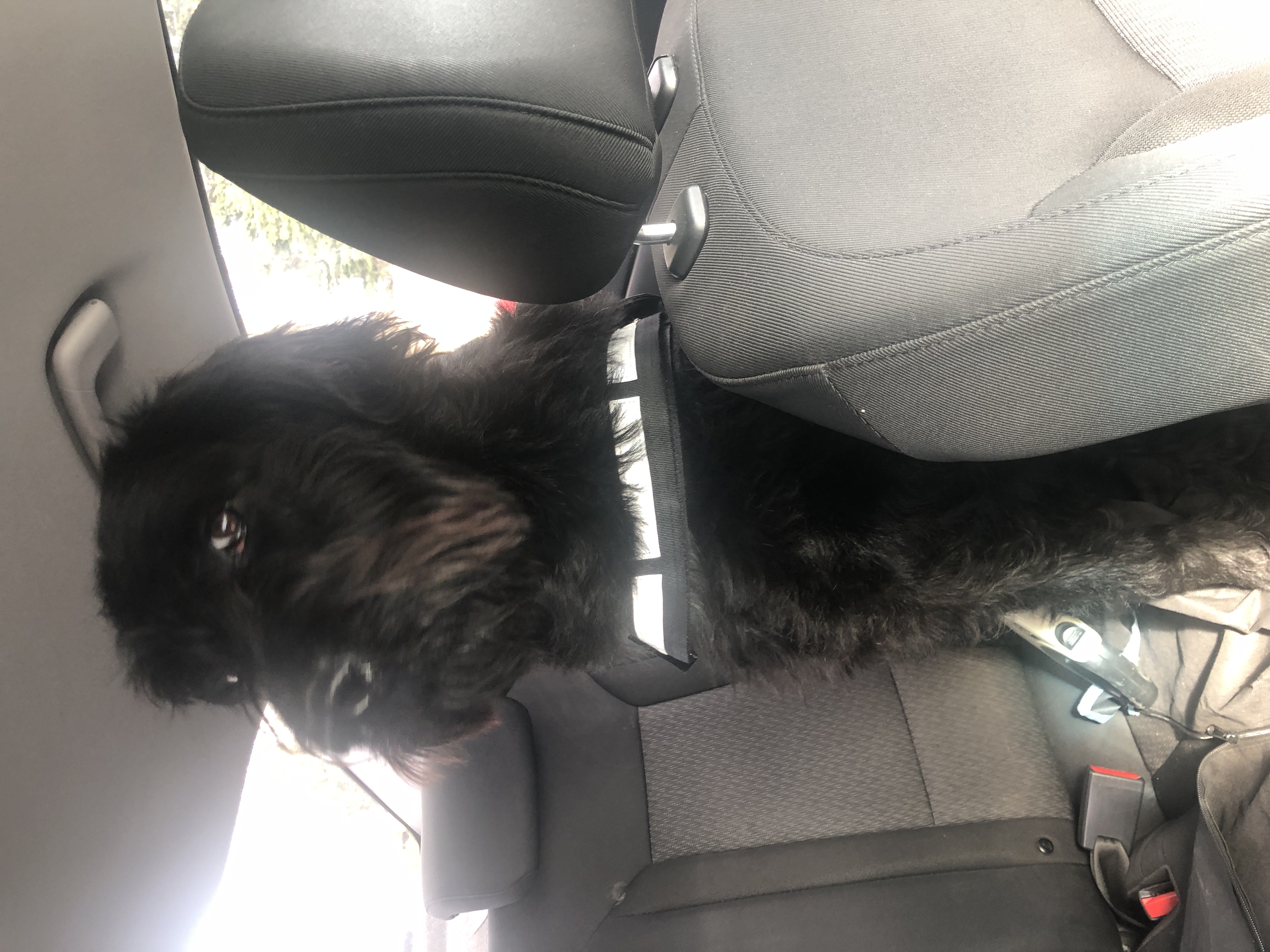 Dog Image