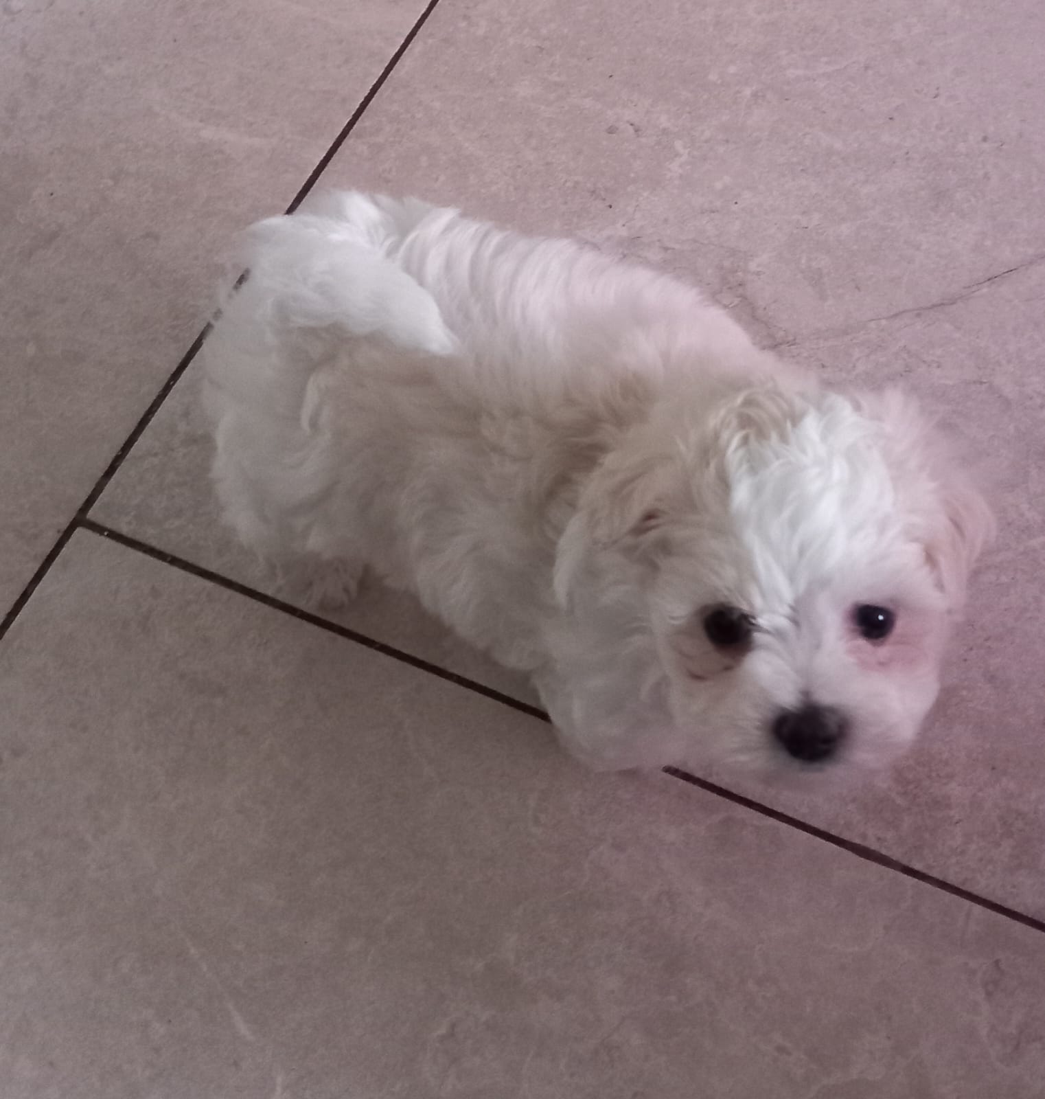 Dog Image