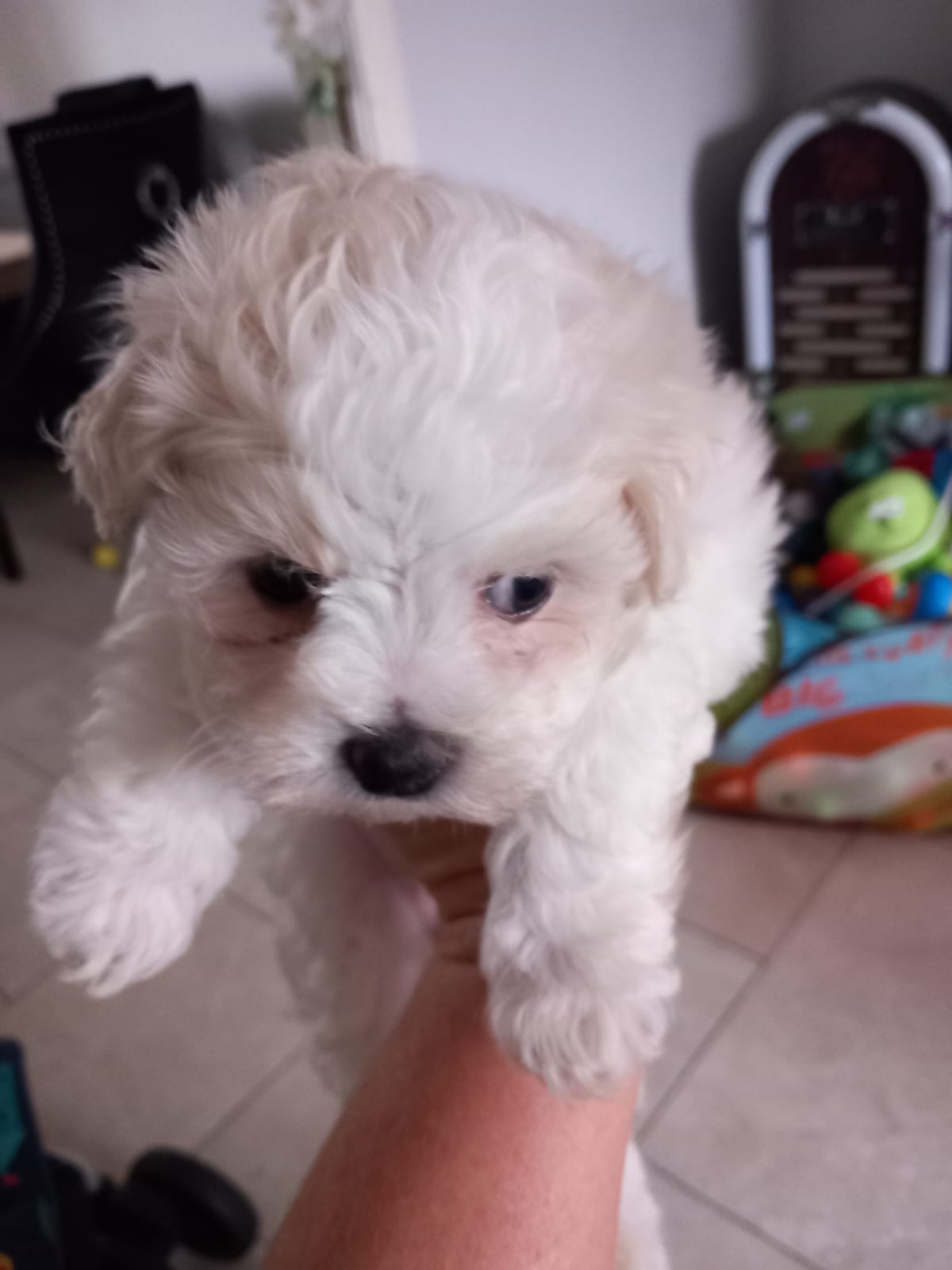Dog Image