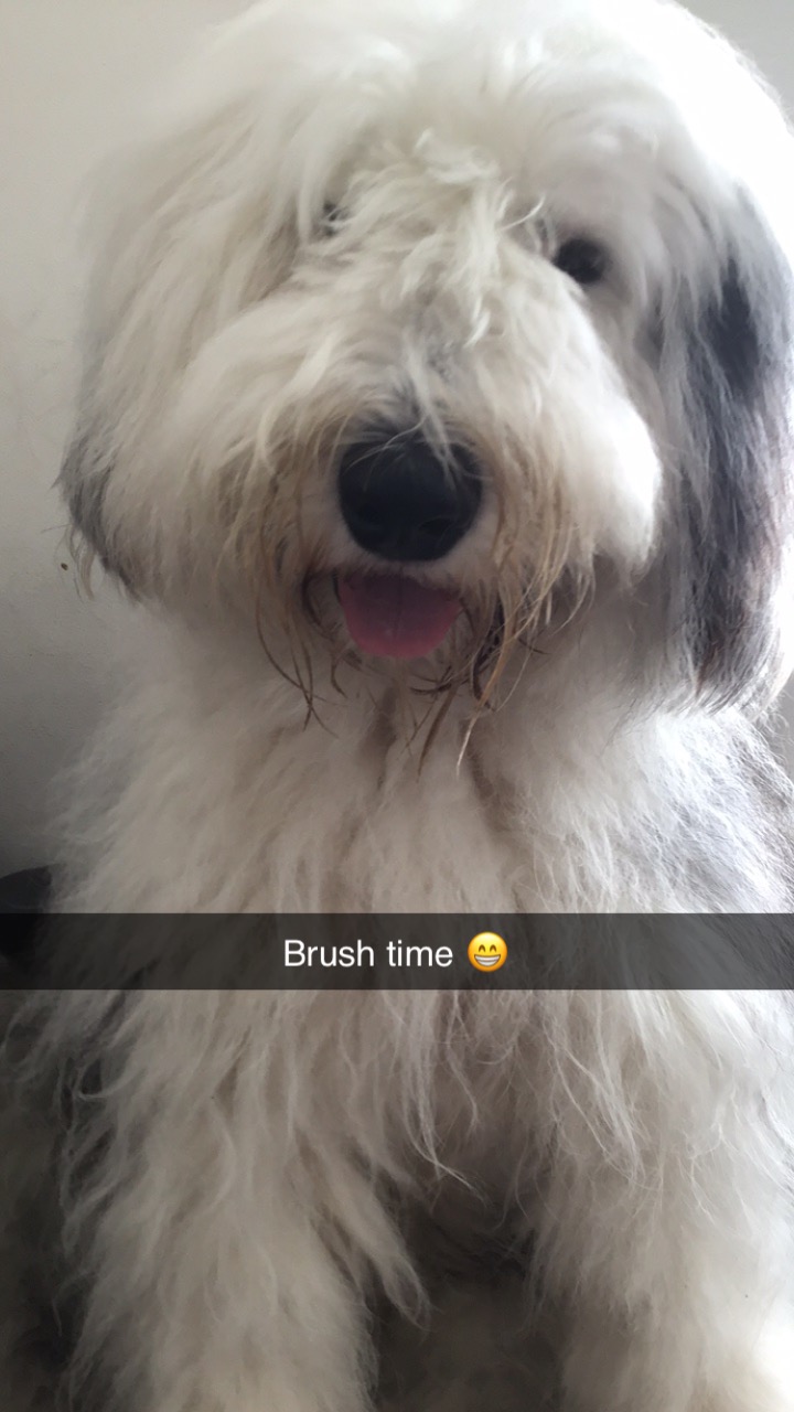 Dog Image