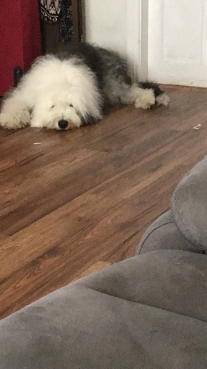 Dog Image
