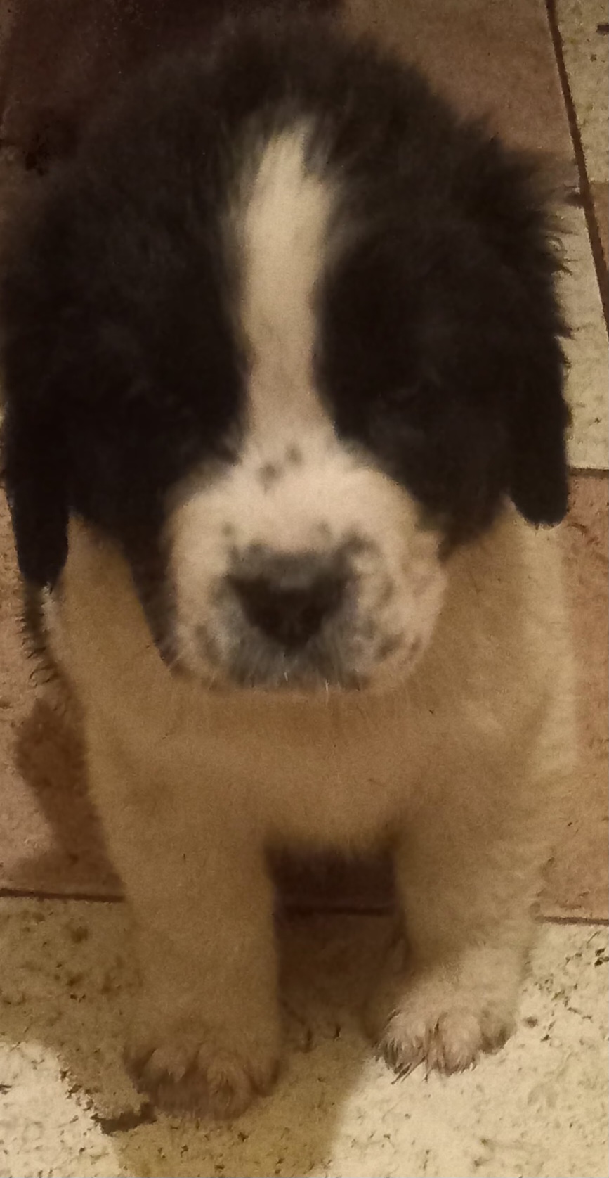 Dog Image