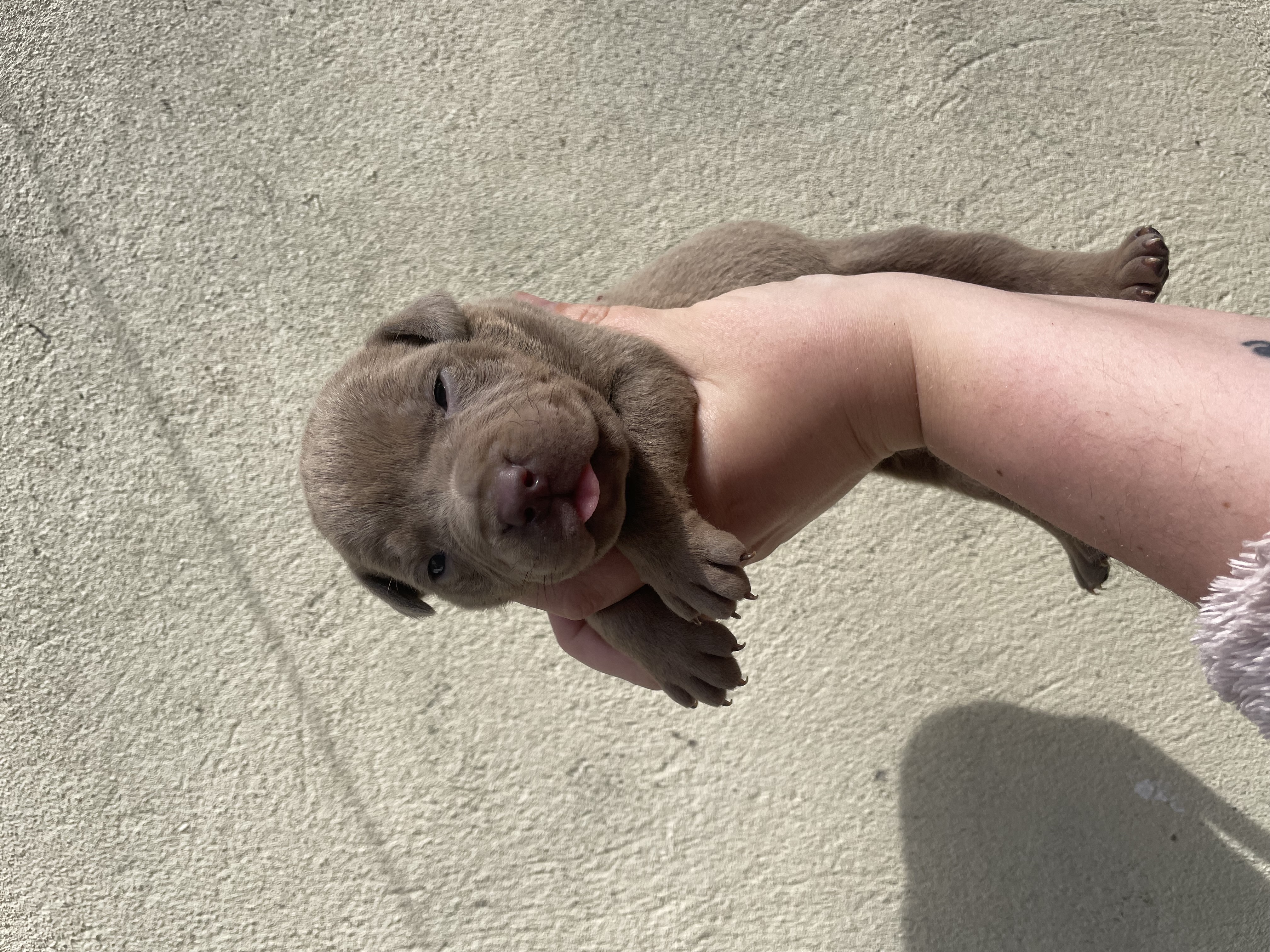Dog Image