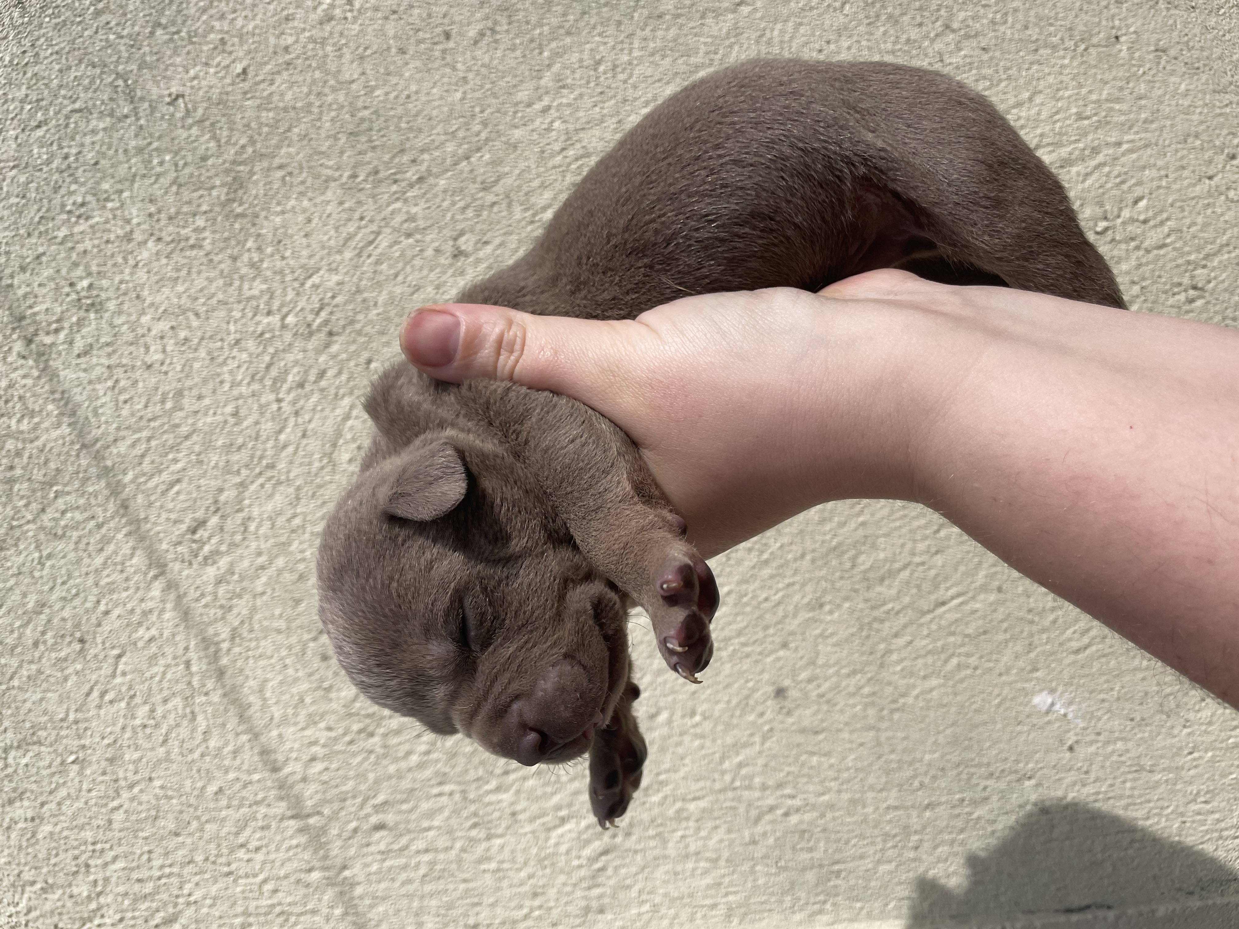 Dog Image