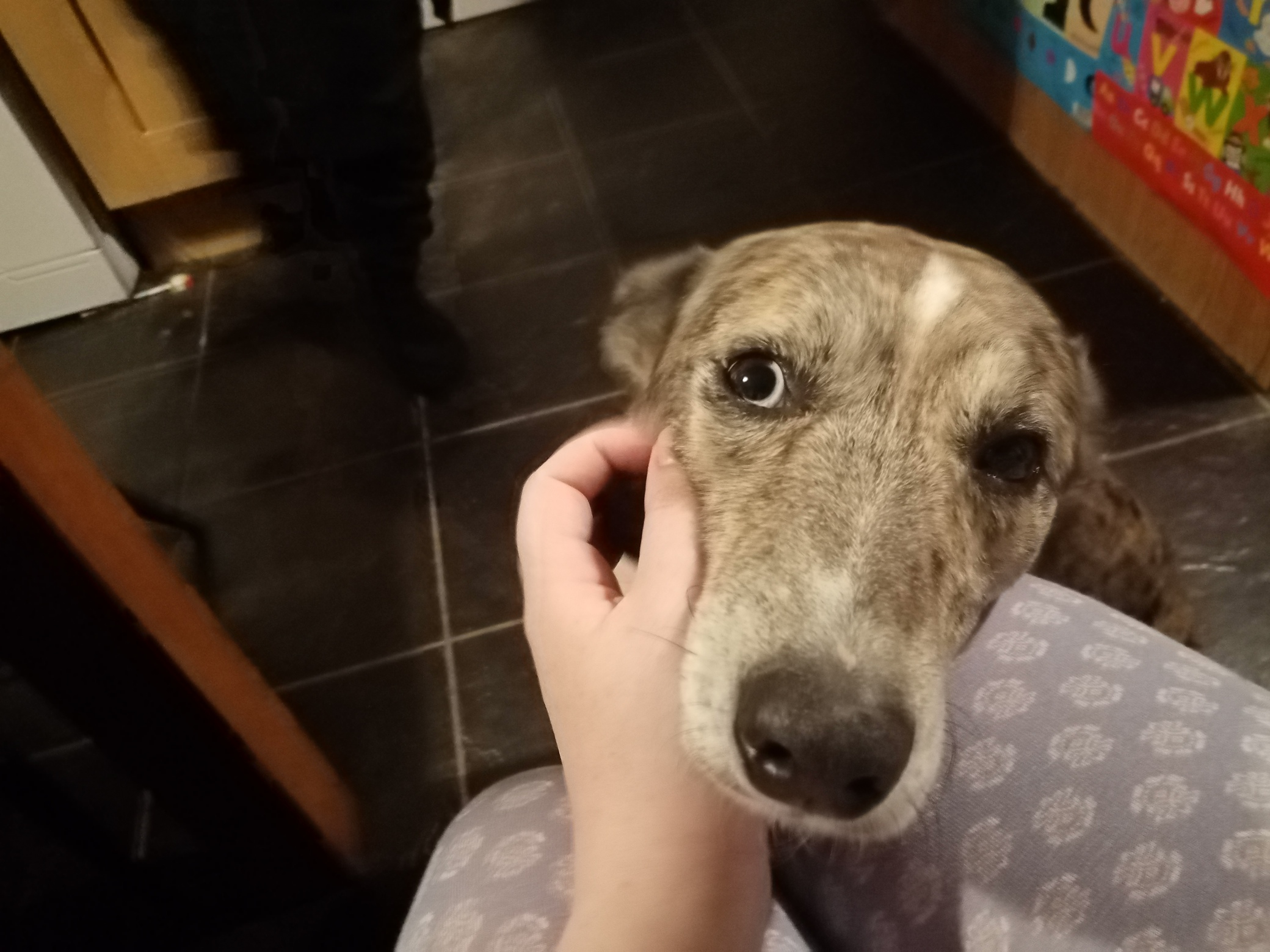 Dog Image