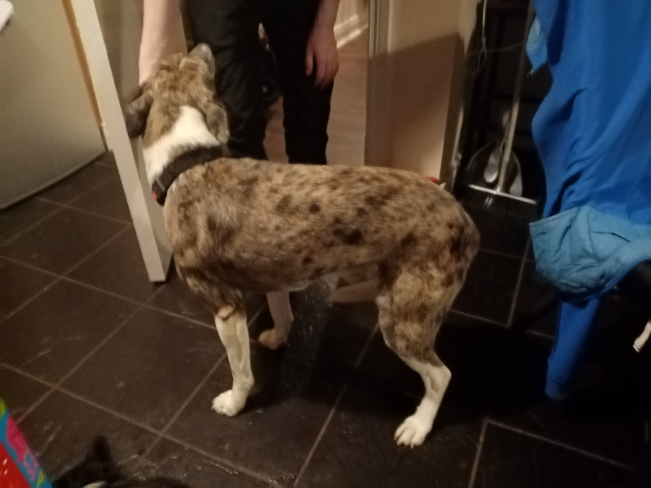 Dog Image