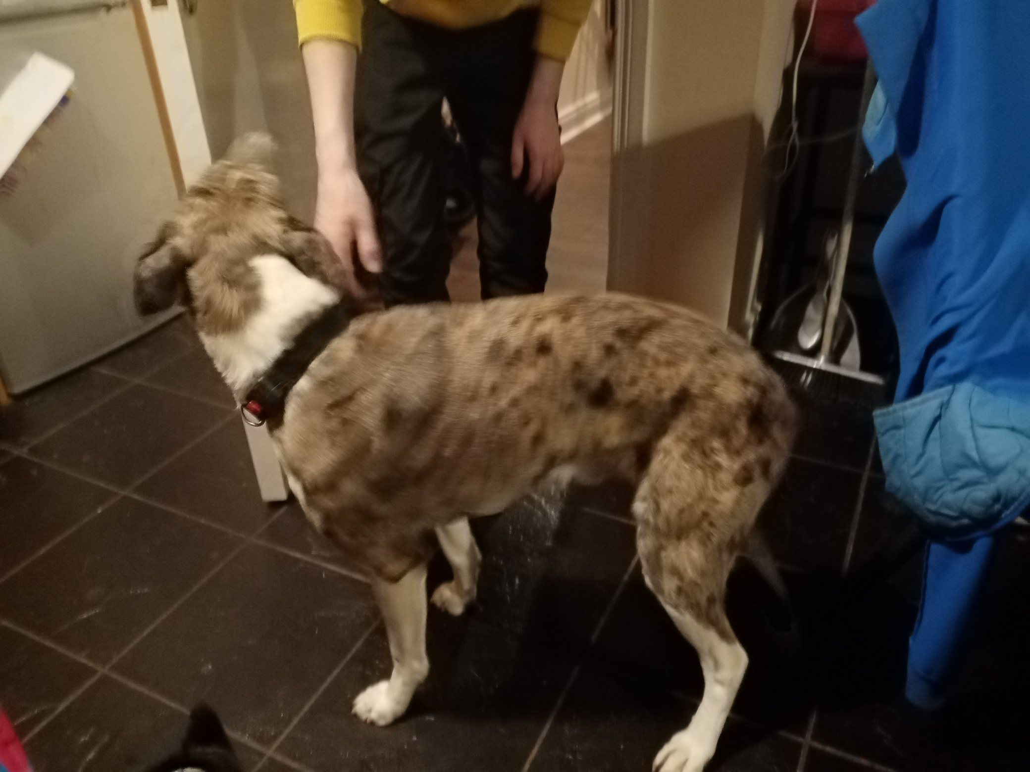 Dog Image