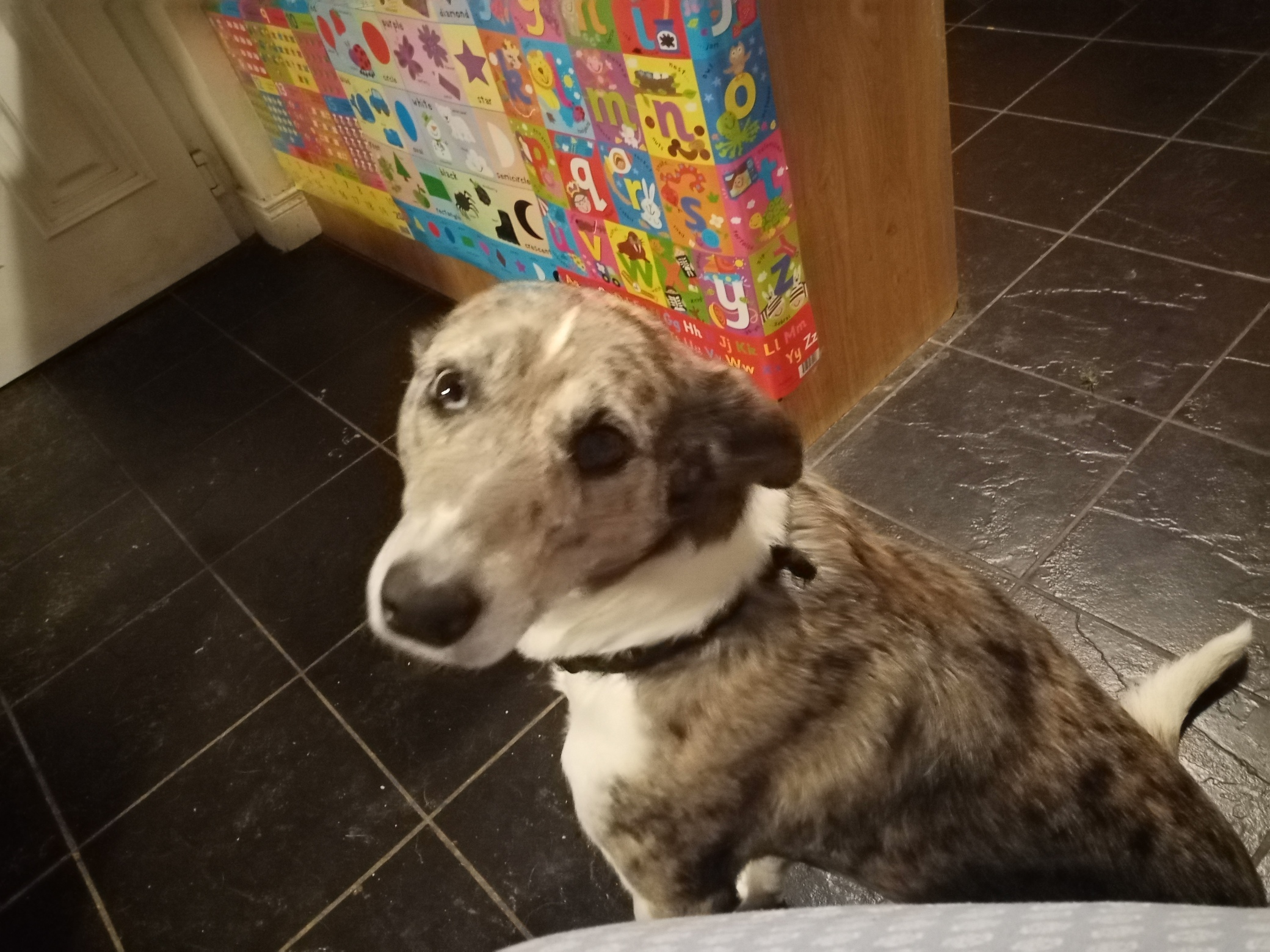 Dog Image