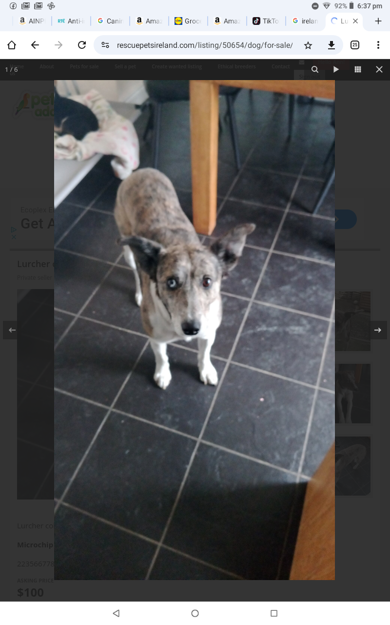 Dog Image