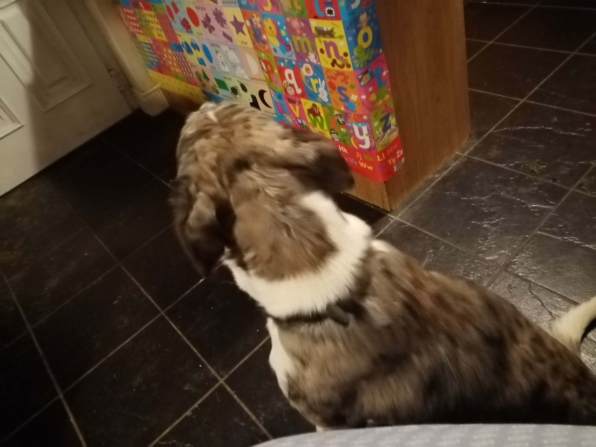 Dog Image