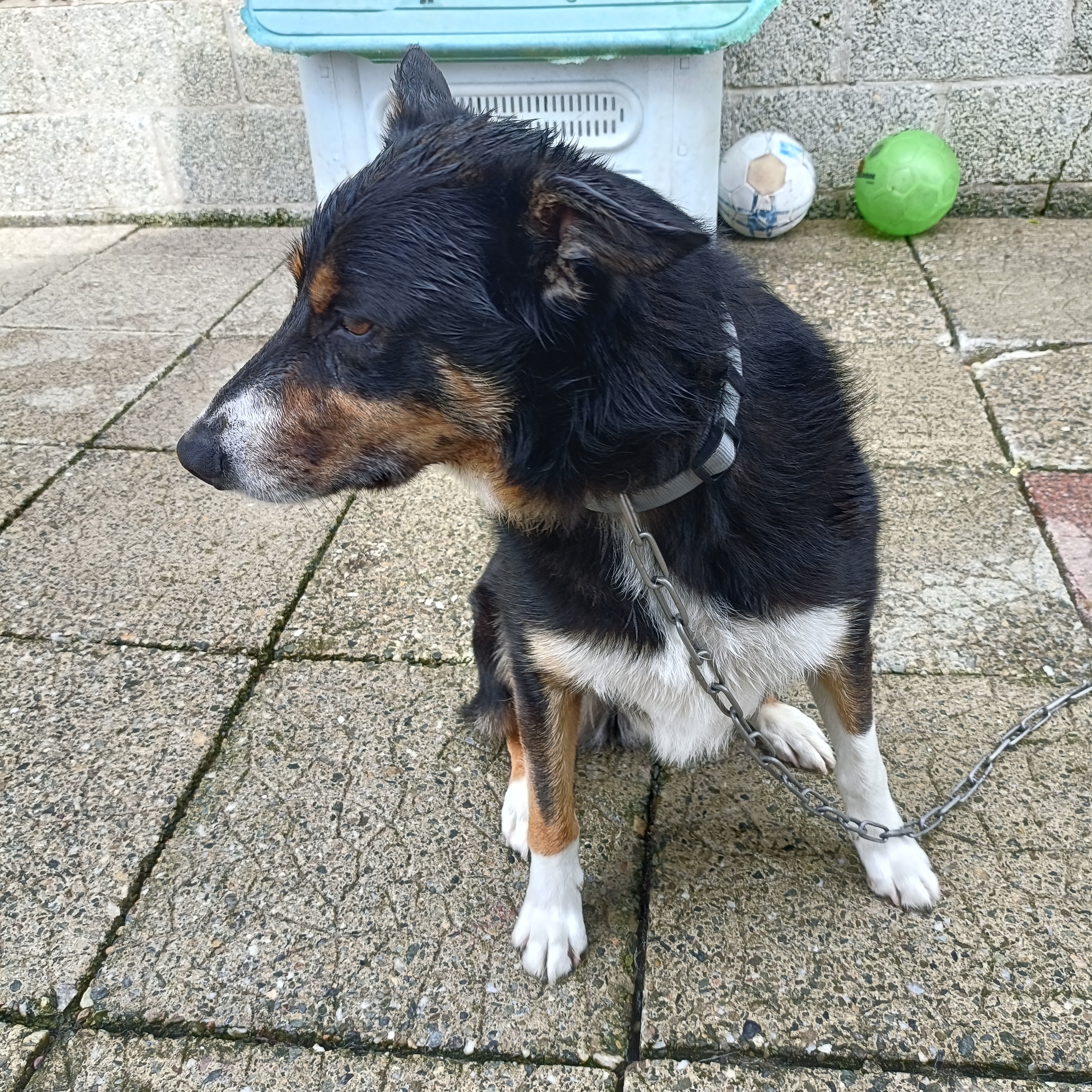 Dog Image