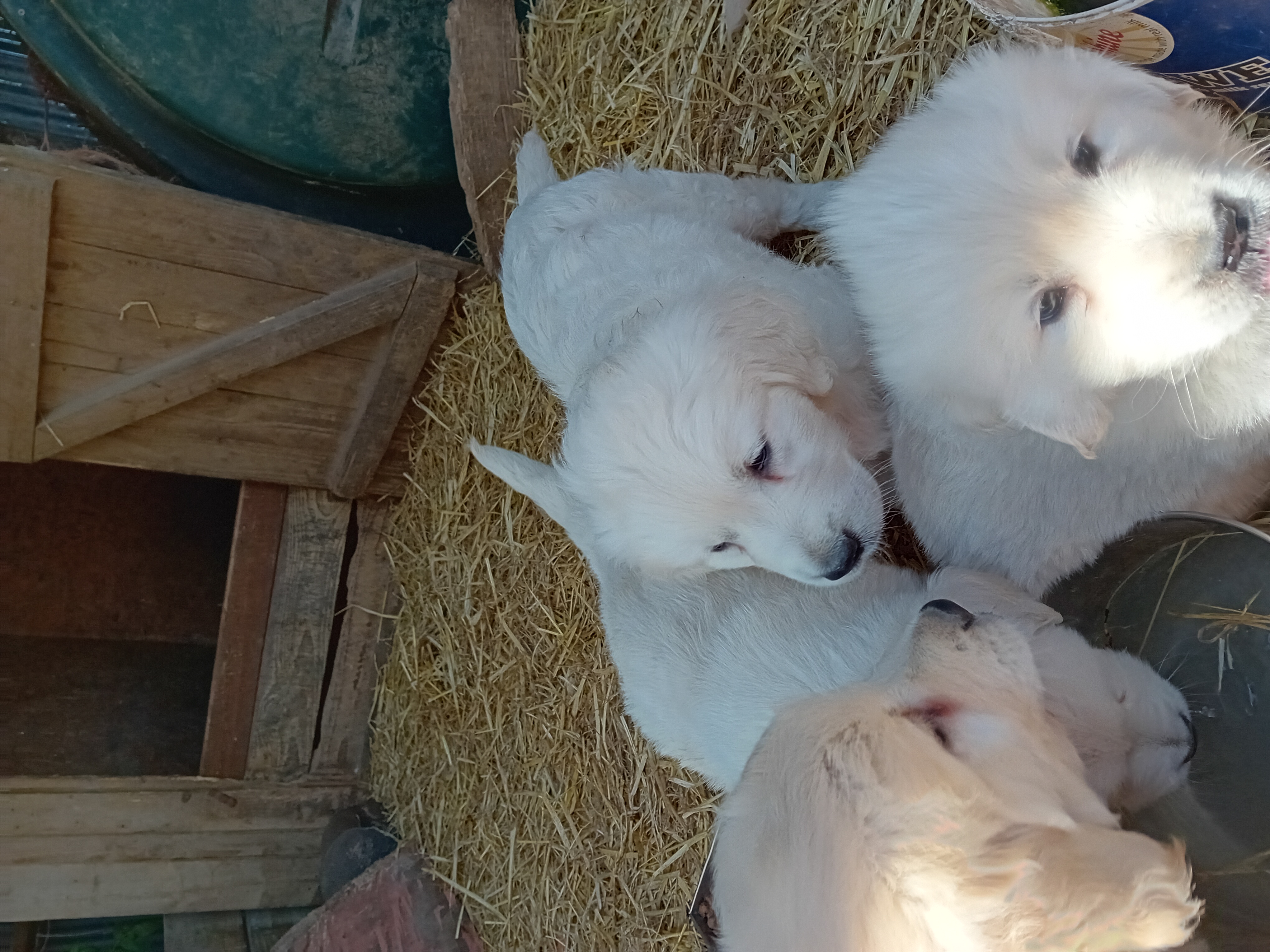 Dog Image