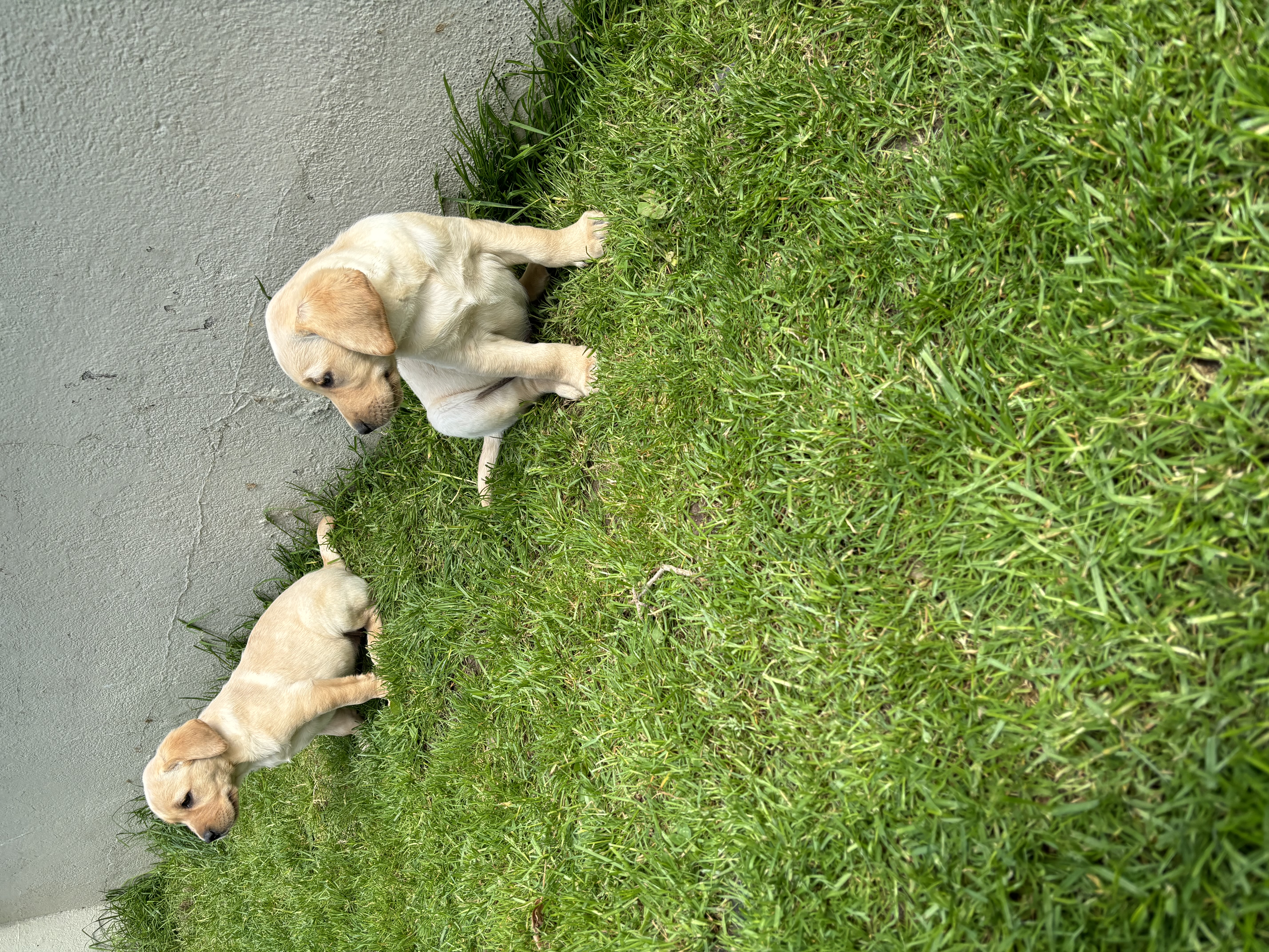 Dog Image