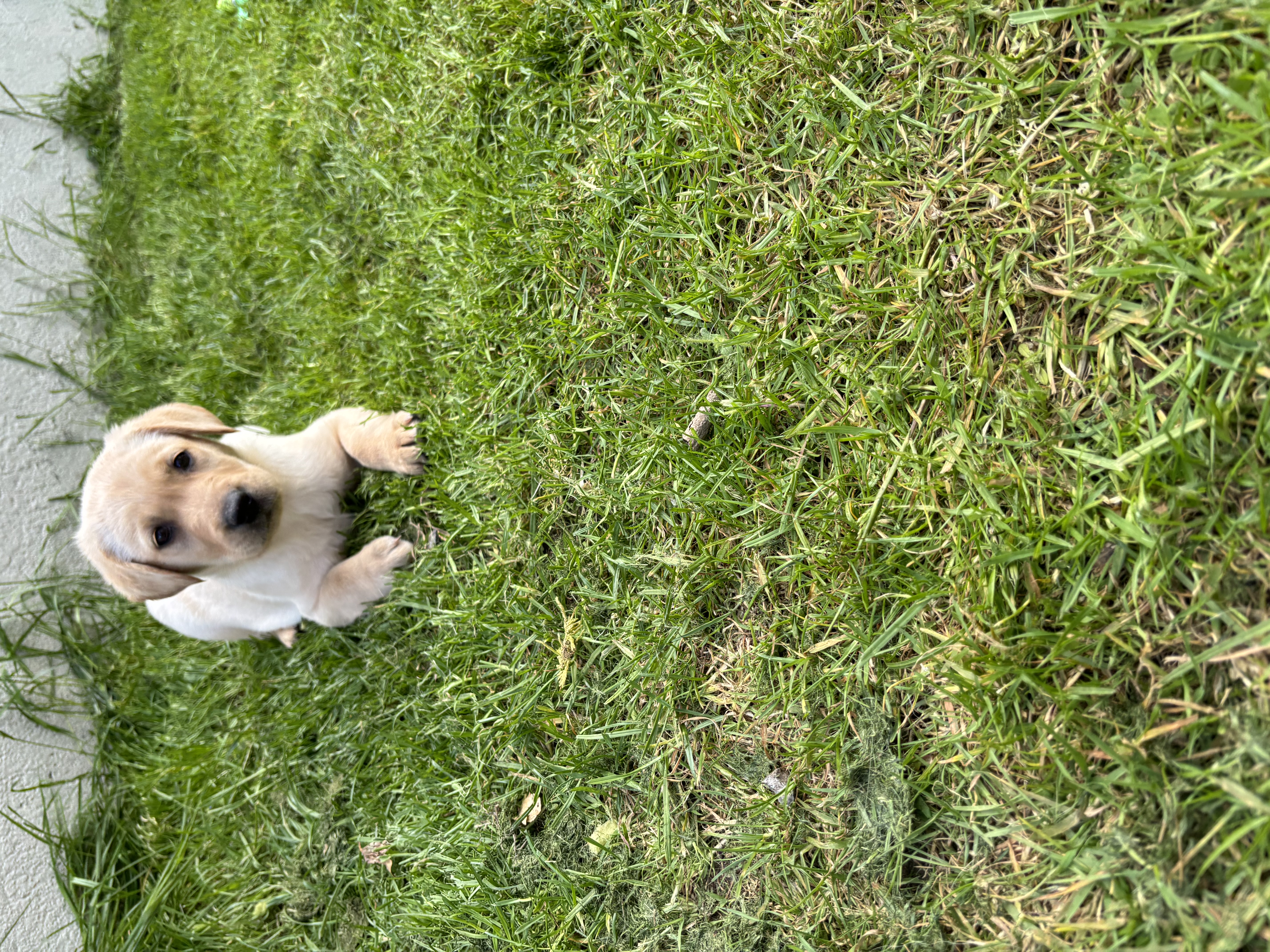 Dog Image