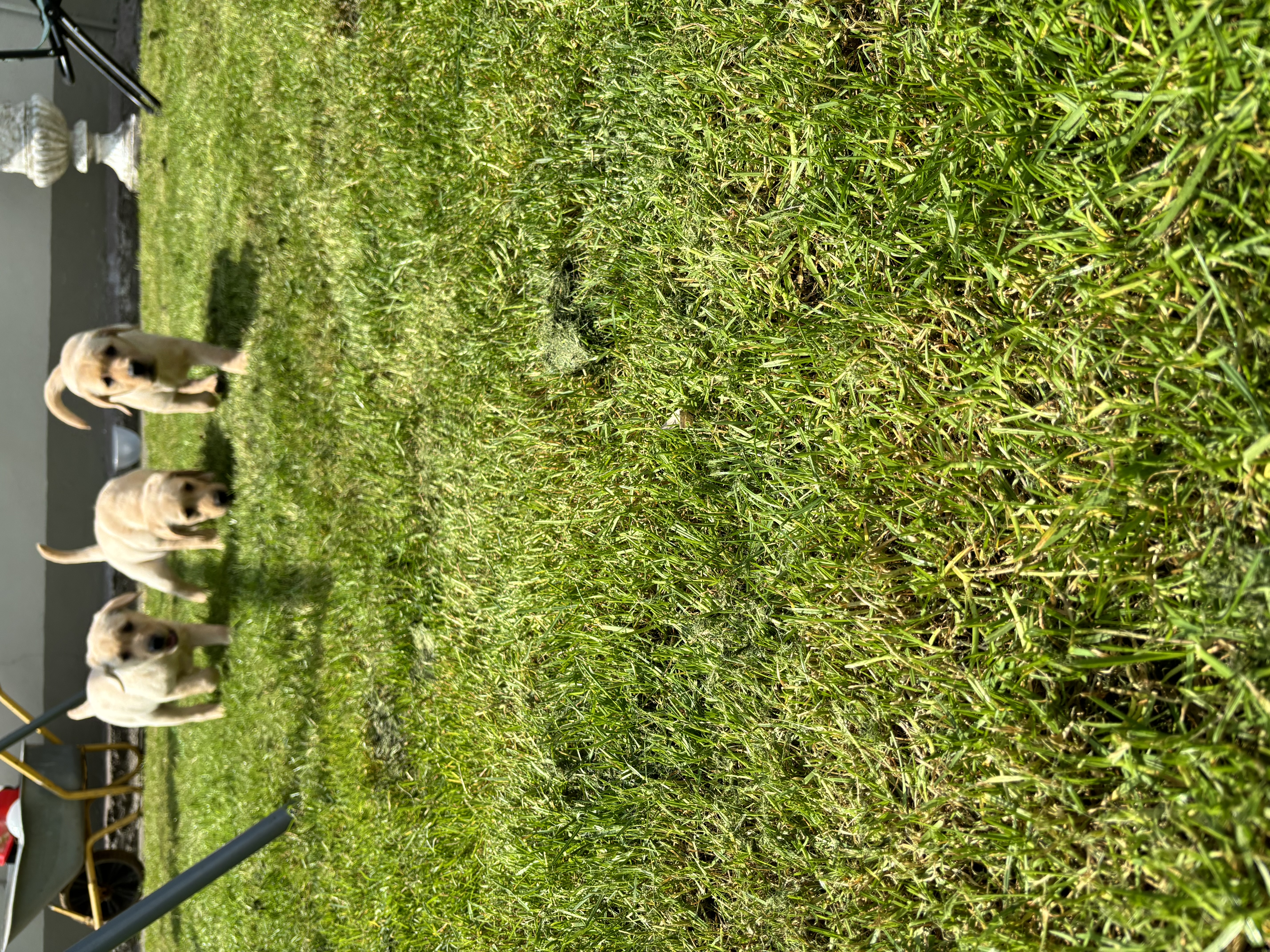 Dog Image