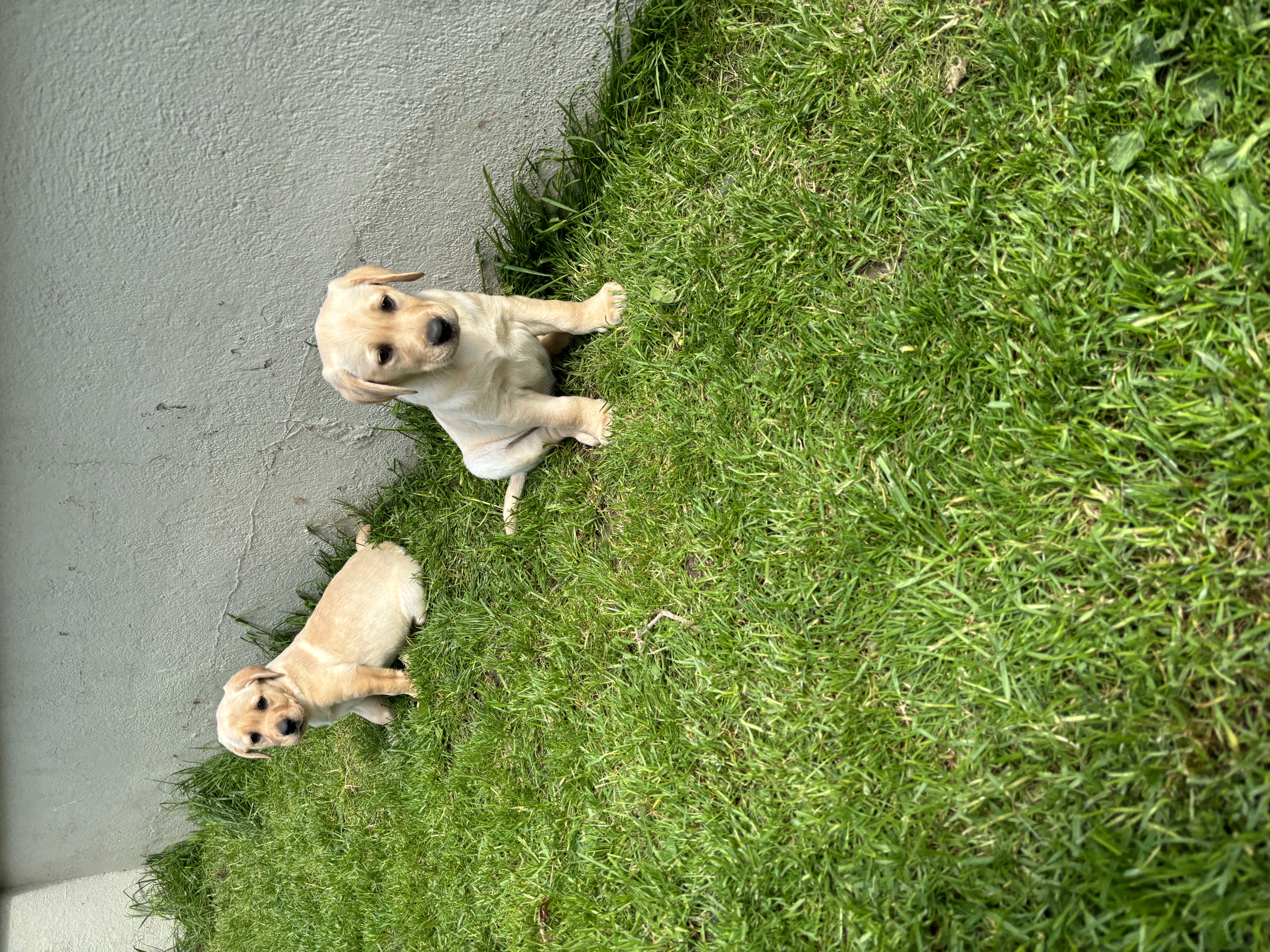 Dog Image