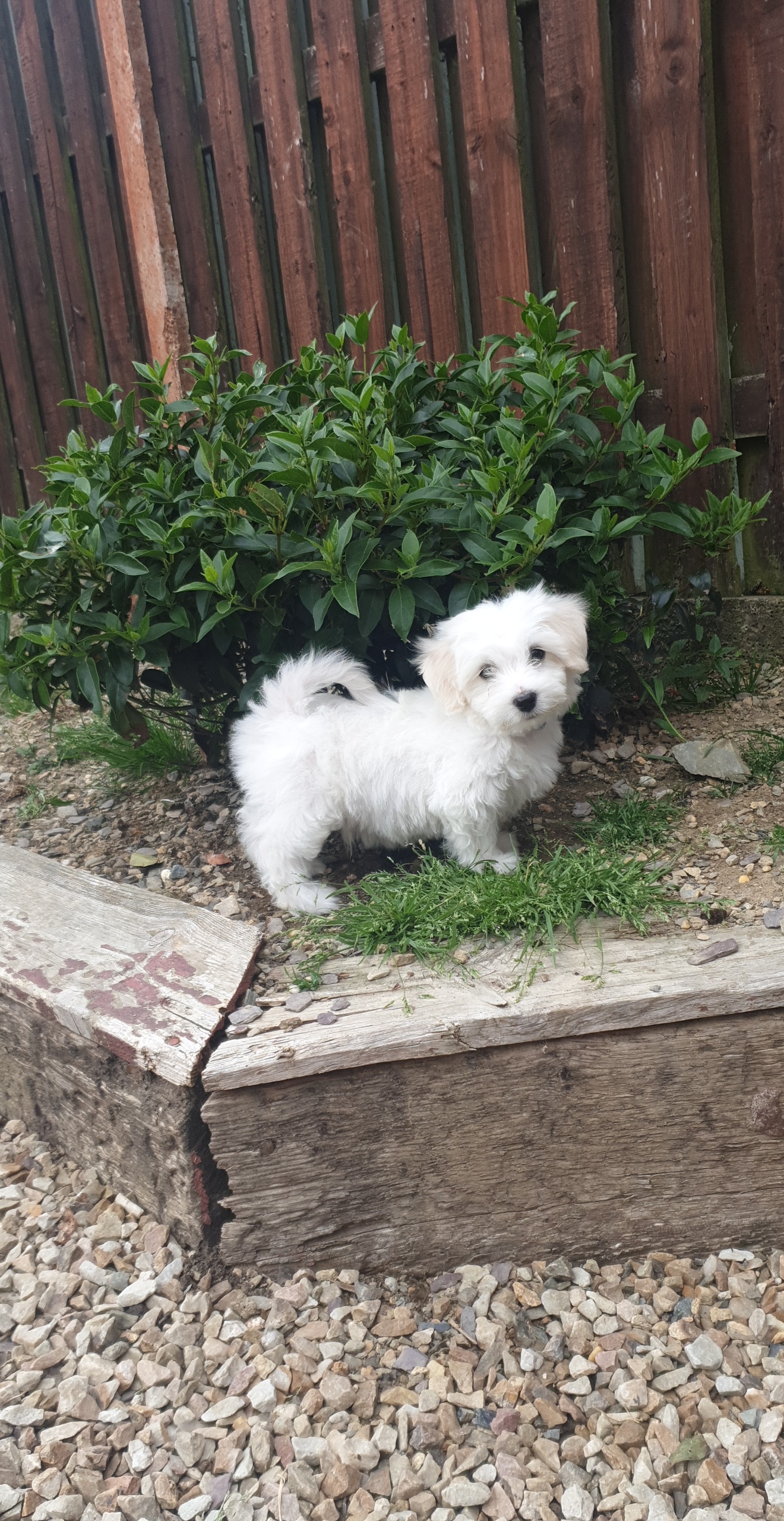 Dog Image