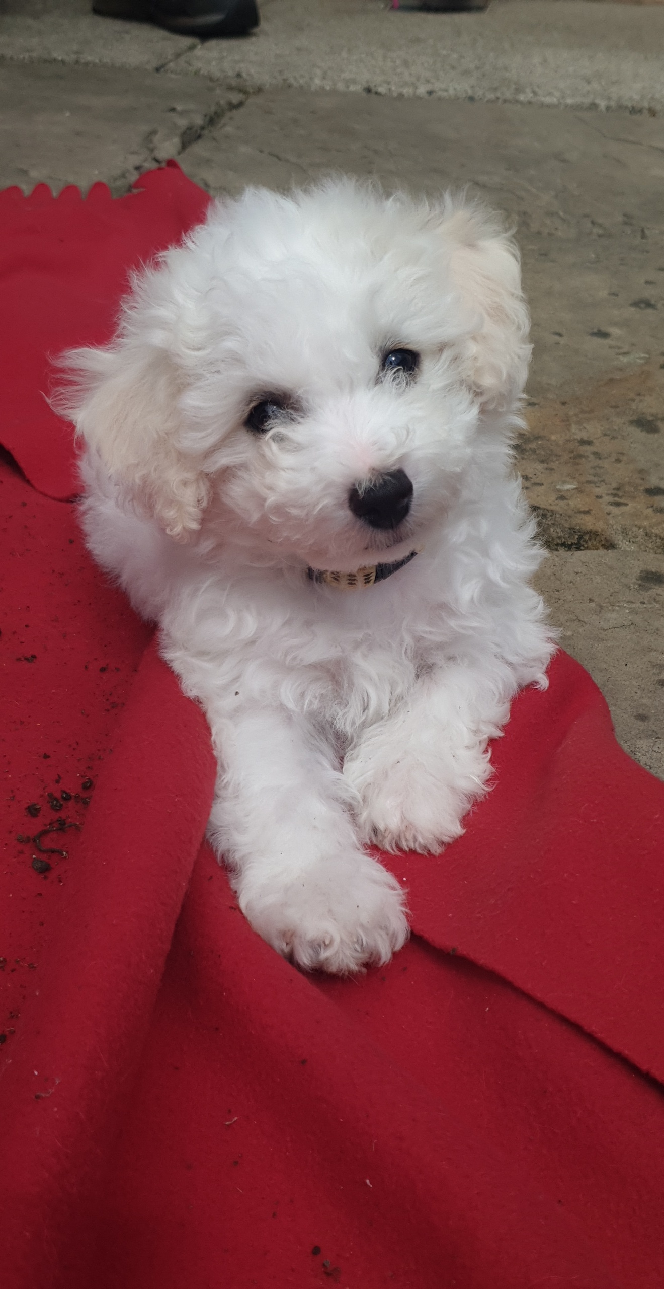 Dog Image