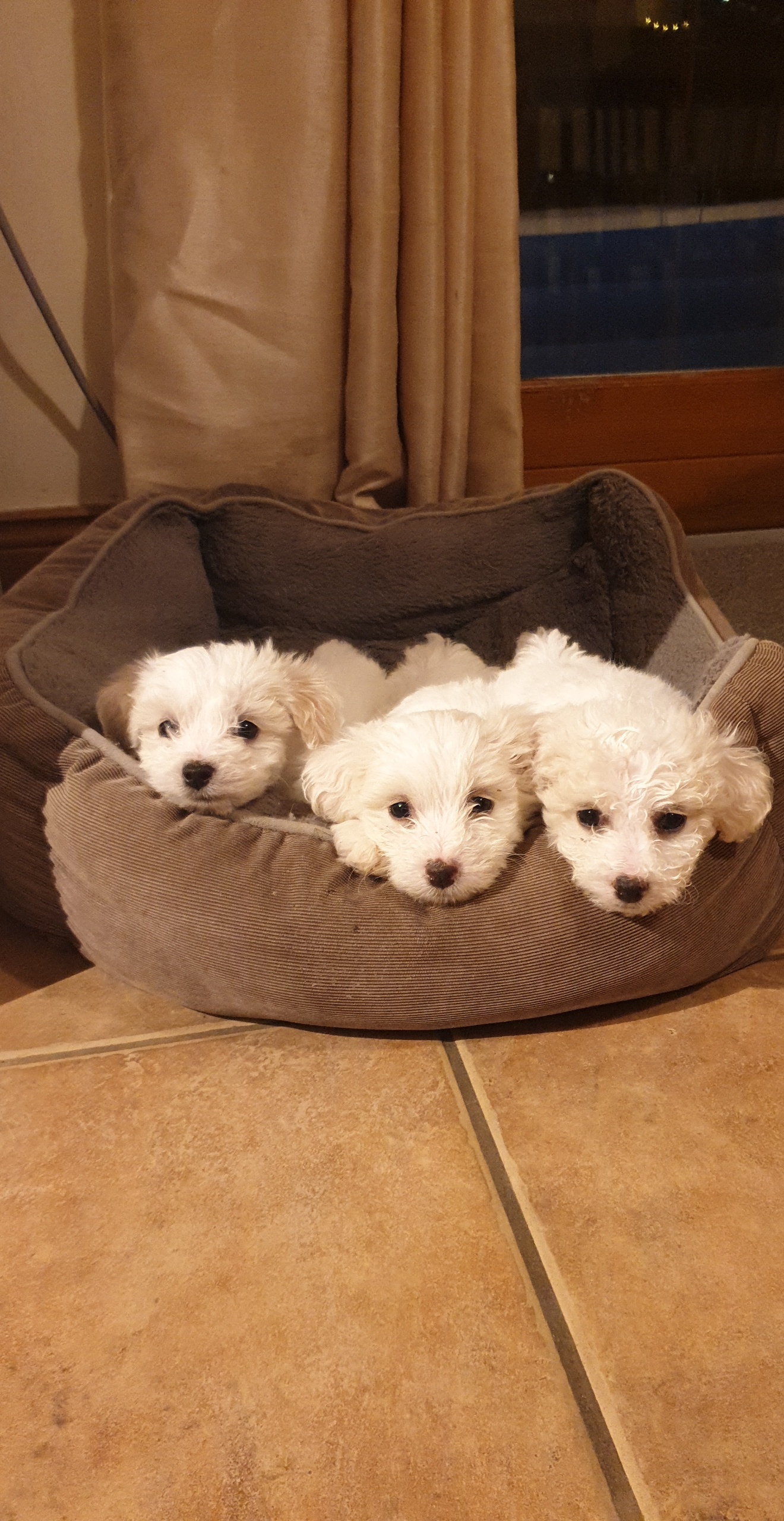 Dog Image
