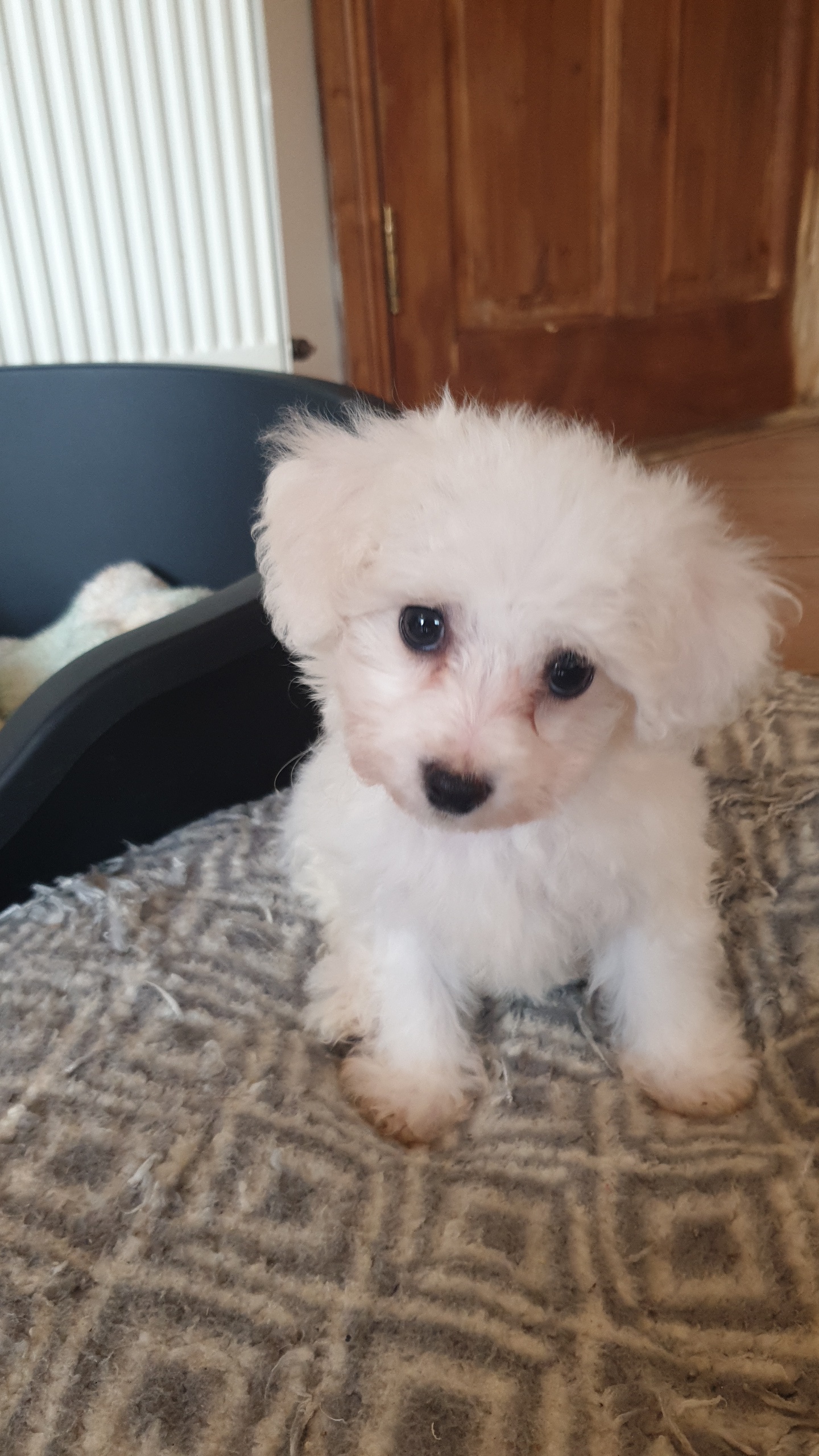 Dog Image